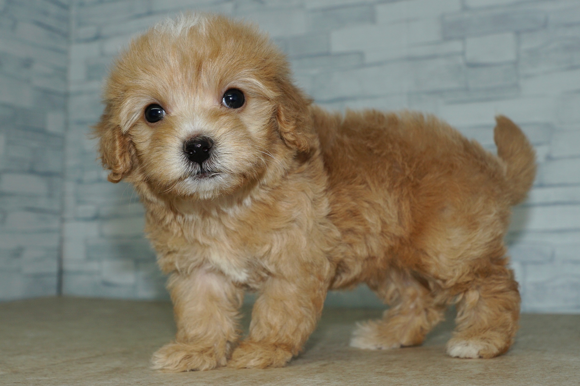 神奈川県のマルプー(マルチーズ×プードル) (きくちペット湘南平塚店/2025年10月12日生まれ/女の子/アプリコット)の子犬の4枚目の画像