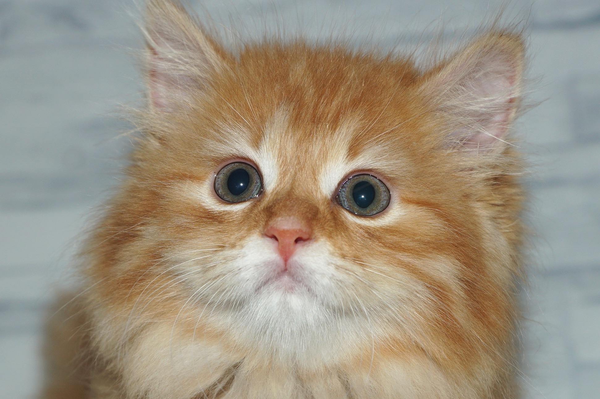 神奈川県のサイベリアン (きくちペット湘南平塚店/2025年10月6日生まれ/女の子/レッドタビー)の子猫の1枚目の画像