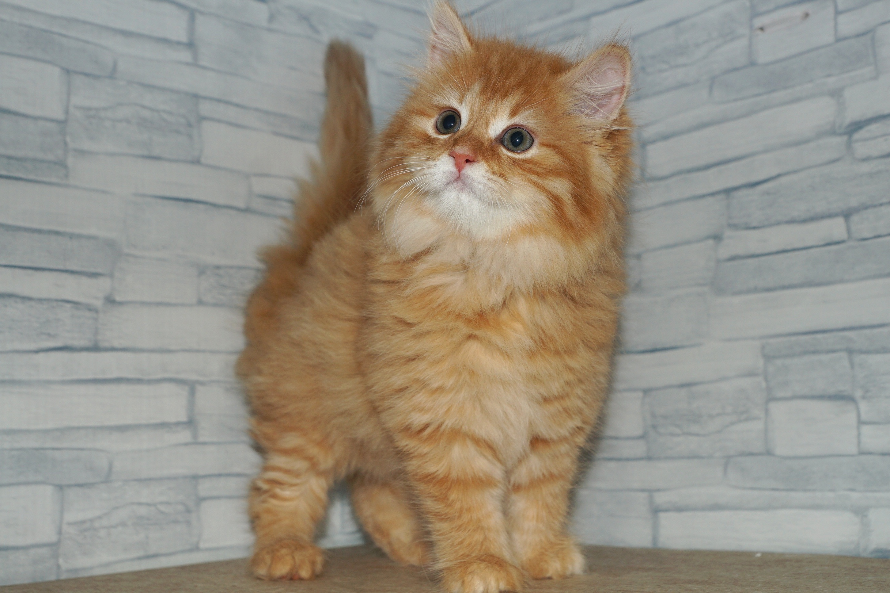 神奈川県のサイベリアン (きくちペット湘南平塚店/2025年10月6日生まれ/女の子/レッドタビー)の子猫の4枚目の画像