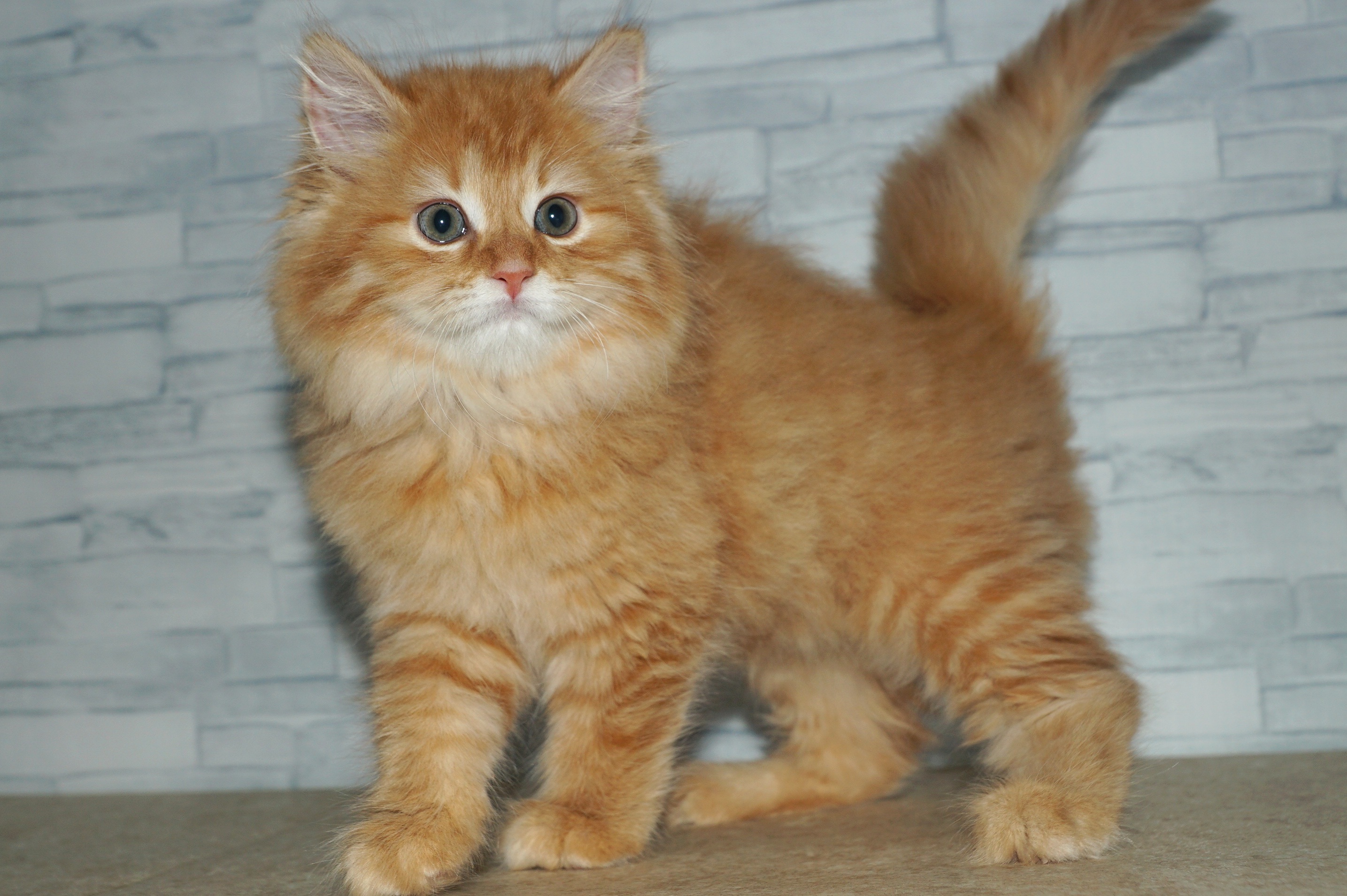 神奈川県のサイベリアン (きくちペット湘南平塚店/2025年10月6日生まれ/女の子/レッドタビー)の子猫の3枚目の画像