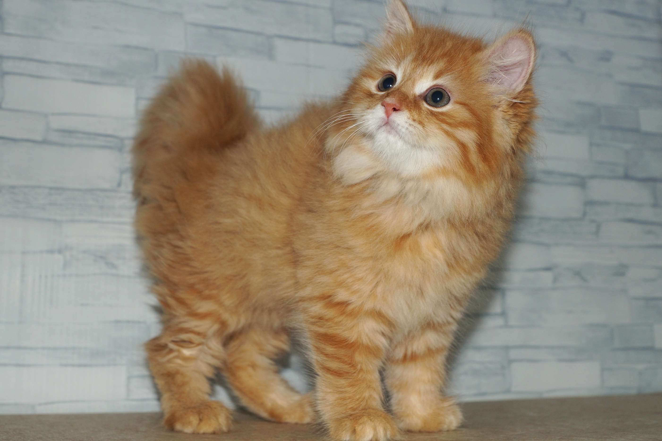 神奈川県のサイベリアン (きくちペット湘南平塚店/2025年10月6日生まれ/女の子/レッドタビー)の子猫の2枚目の画像