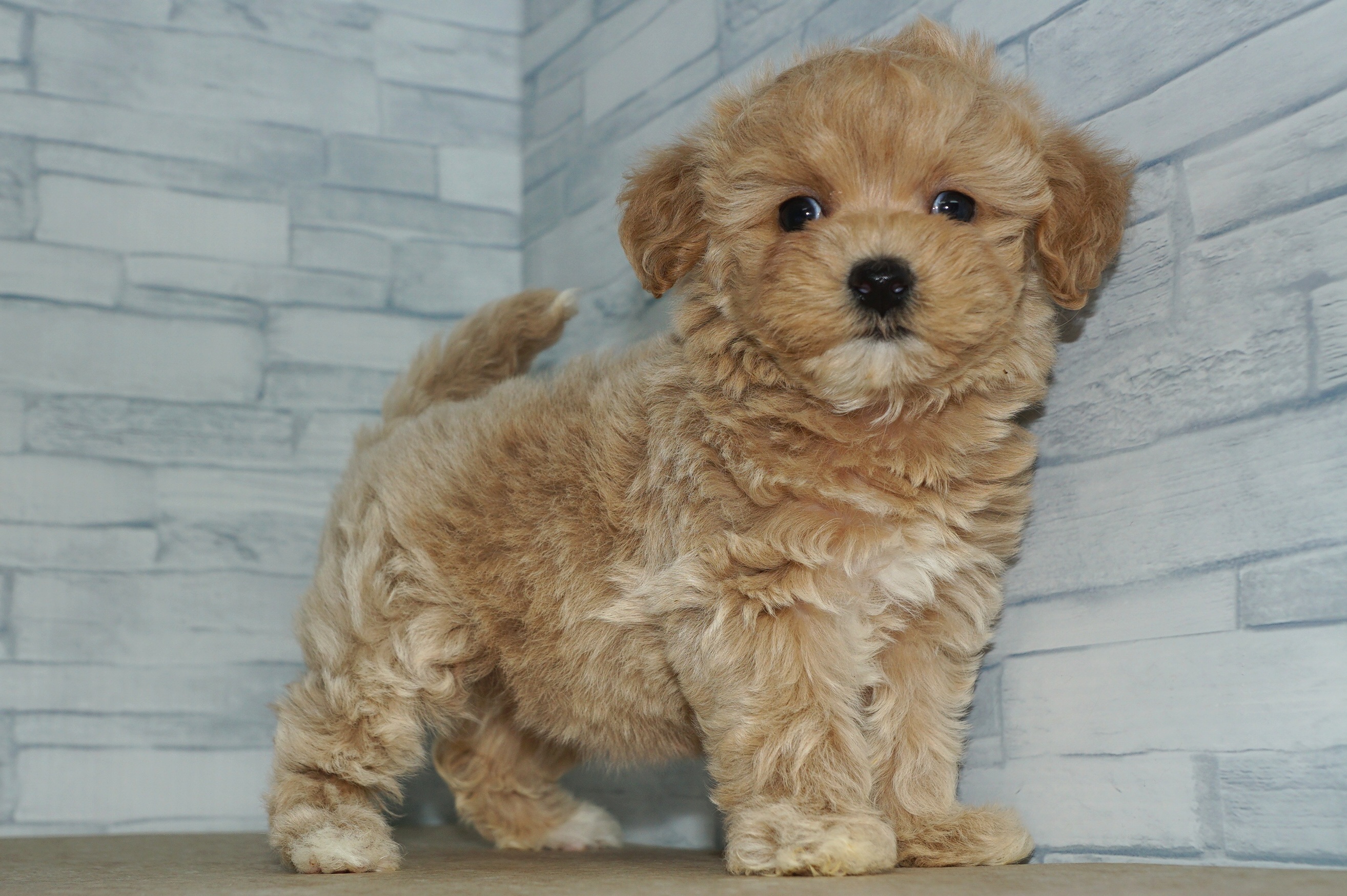 神奈川県のマルプー(マルチーズ×プードル) (きくちペット湘南平塚店/2025年10月18日生まれ/女の子/アプリコット)の子犬の4枚目の画像