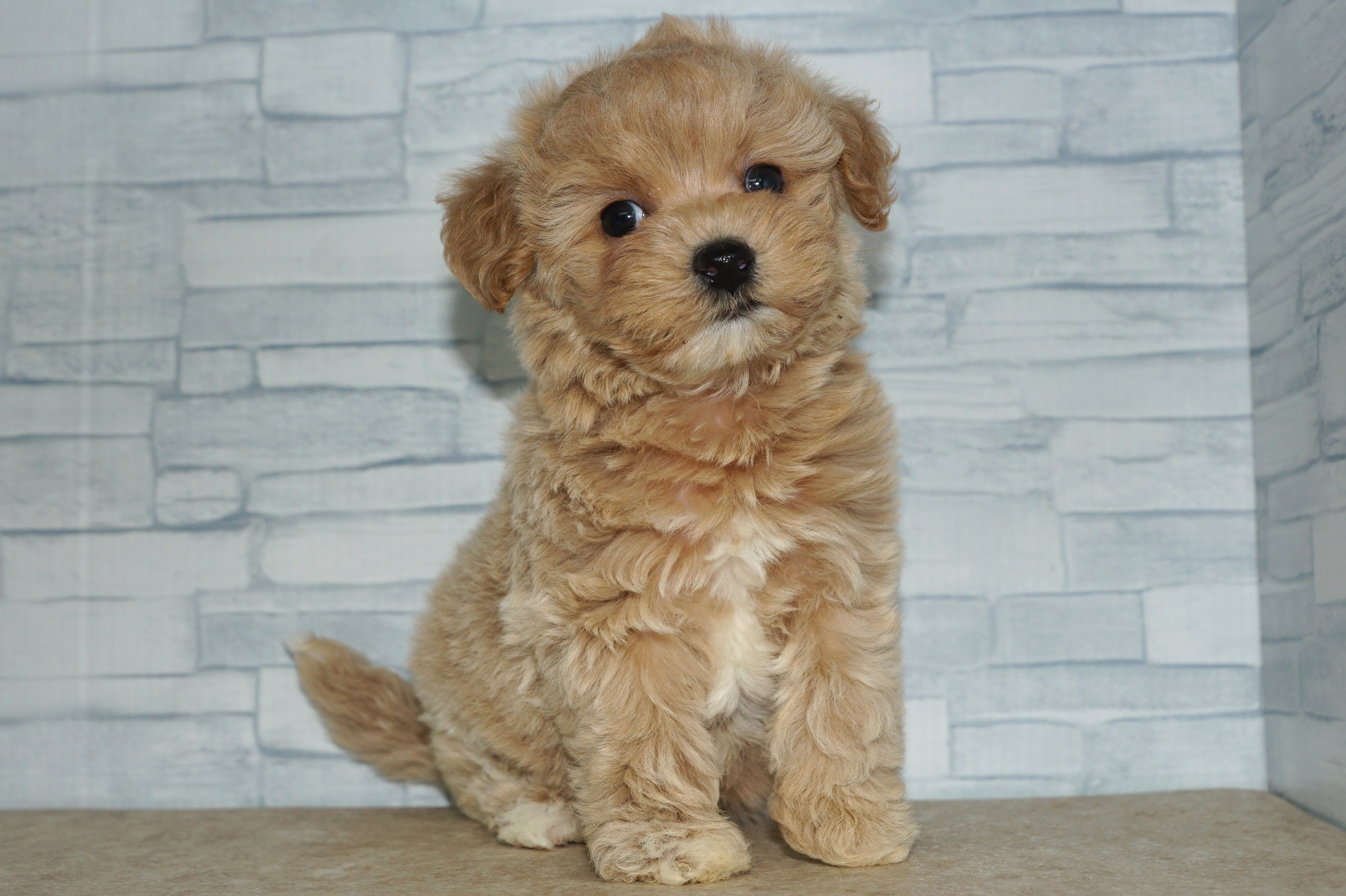 神奈川県のマルプー(マルチーズ×プードル) (きくちペット湘南平塚店/2025年10月18日生まれ/女の子/アプリコット)の子犬の2枚目の画像