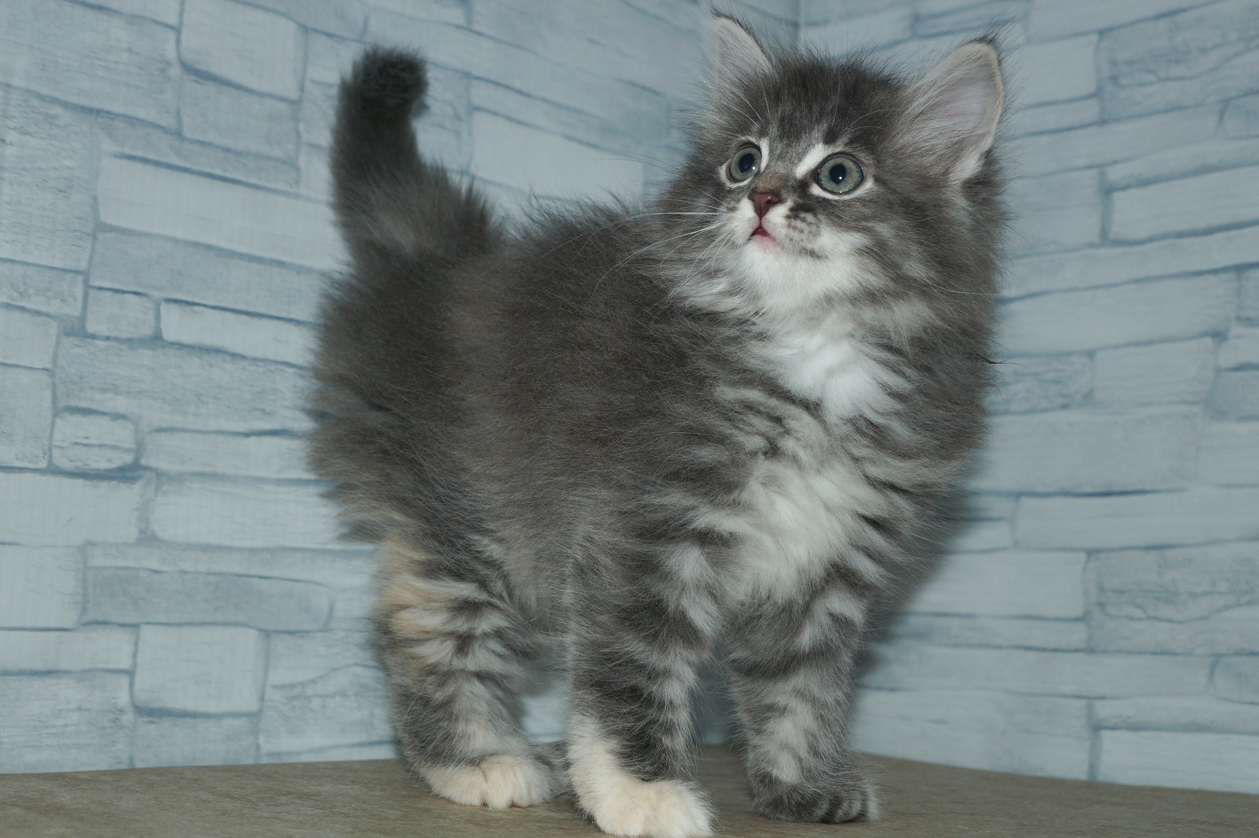 神奈川県のノルウェージャンフォレストキャット (きくちペット湘南平塚店/2025年10月17日生まれ/女の子/シルバーパッチドタビーホワイト)の子猫の3枚目の画像