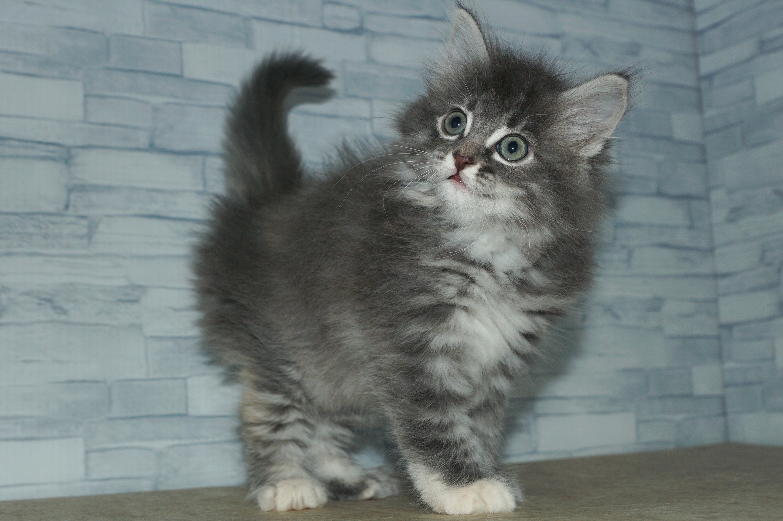 神奈川県のノルウェージャンフォレストキャット (きくちペット湘南平塚店/2025年10月17日生まれ/女の子/シルバーパッチドタビーホワイト)の子猫の2枚目の画像