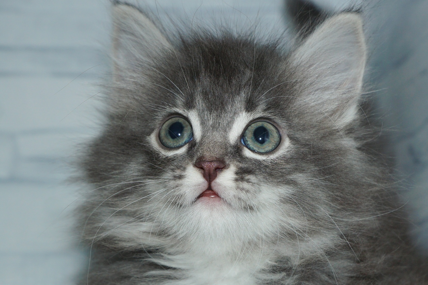 神奈川県のノルウェージャンフォレストキャット (きくちペット湘南平塚店/2025年10月17日生まれ/女の子/シルバーパッチドタビーホワイト)の子猫の1枚目の画像