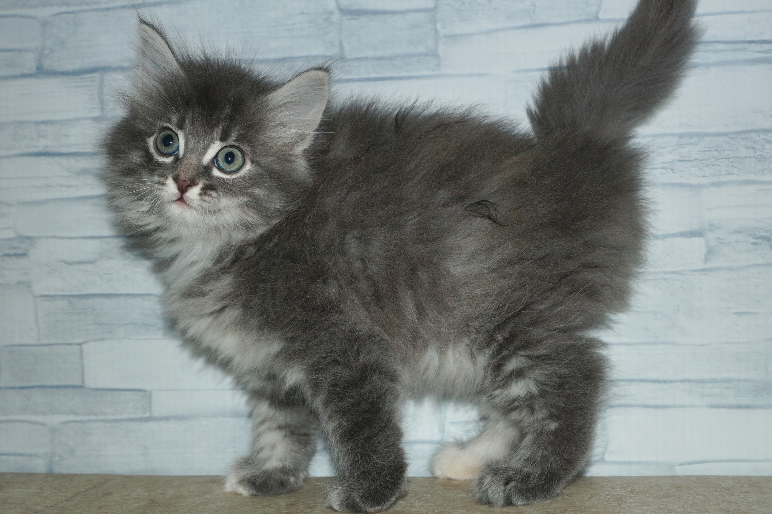 神奈川県のノルウェージャンフォレストキャット (きくちペット湘南平塚店/2025年10月17日生まれ/女の子/シルバーパッチドタビーホワイト)の子猫の4枚目の画像