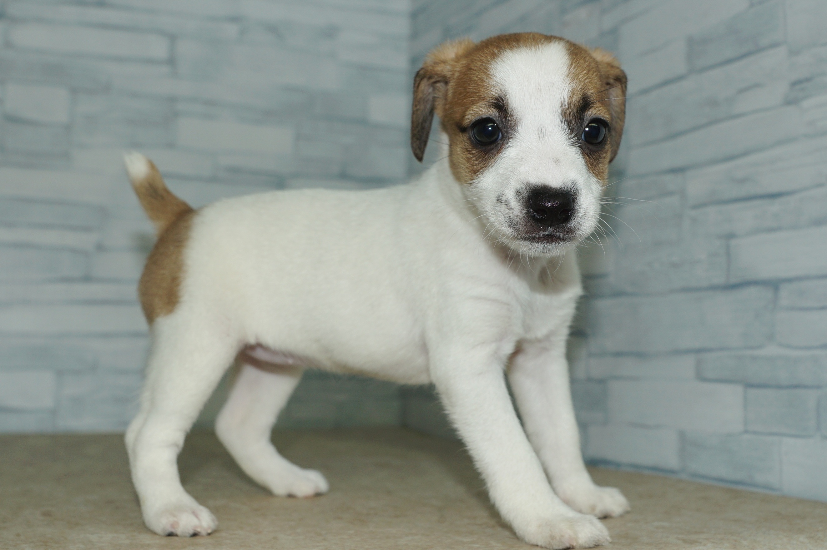 神奈川県のジャックラッセルテリア (きくちペット湘南平塚店/2025年10月25日生まれ/女の子/ホワイトタン)の子犬の3枚目の画像