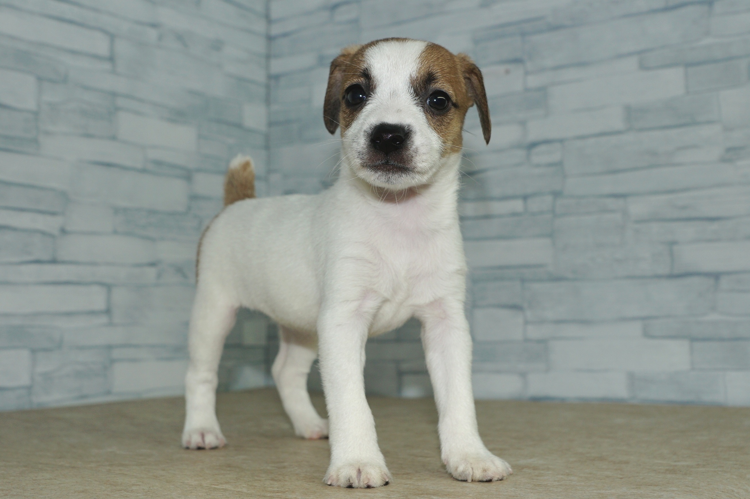 神奈川県のジャックラッセルテリア (きくちペット湘南平塚店/2025年10月25日生まれ/女の子/ホワイトタン)の子犬の2枚目の画像