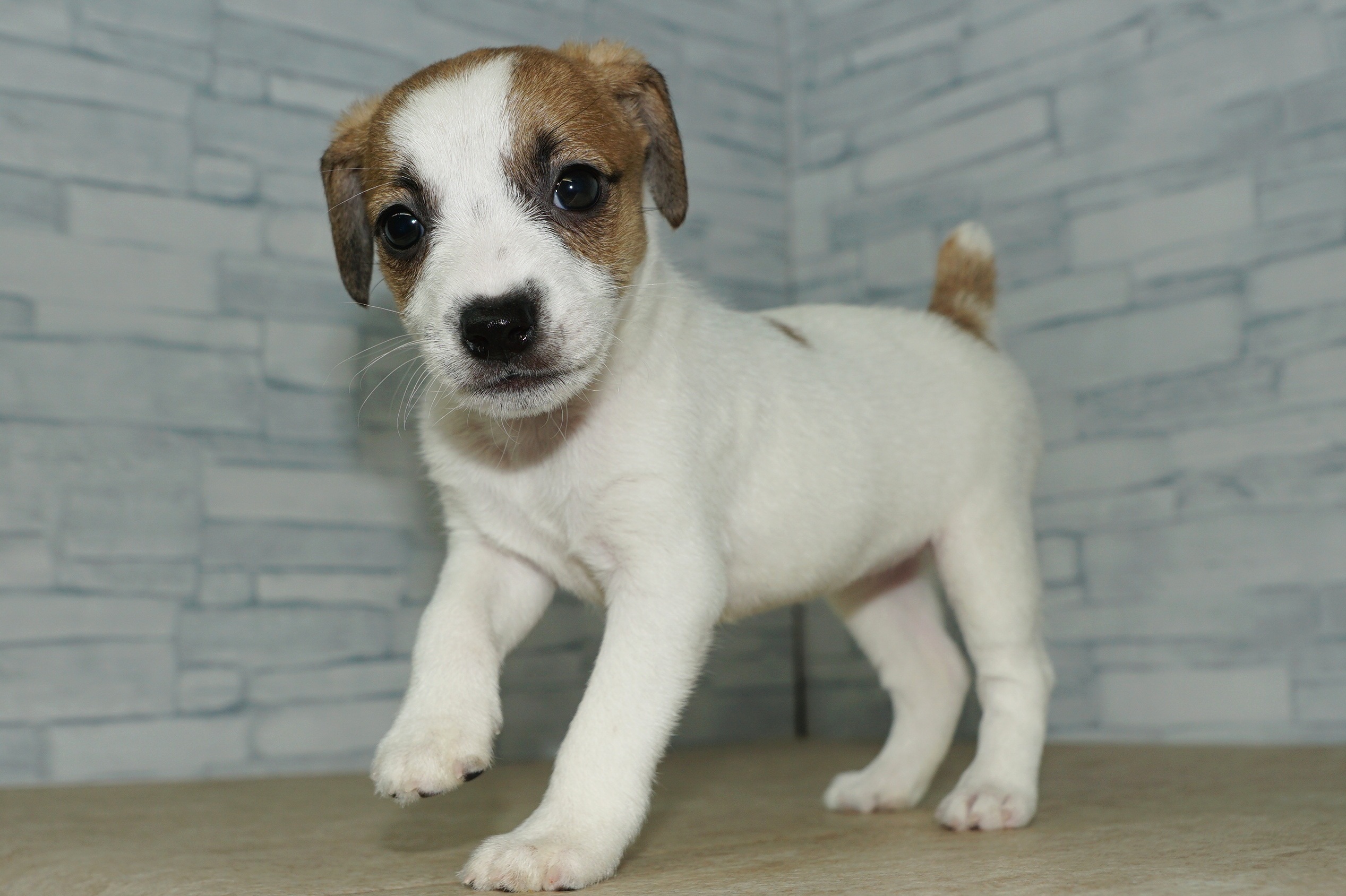 神奈川県のジャックラッセルテリア (きくちペット湘南平塚店/2025年10月25日生まれ/女の子/ホワイトタン)の子犬の4枚目の画像