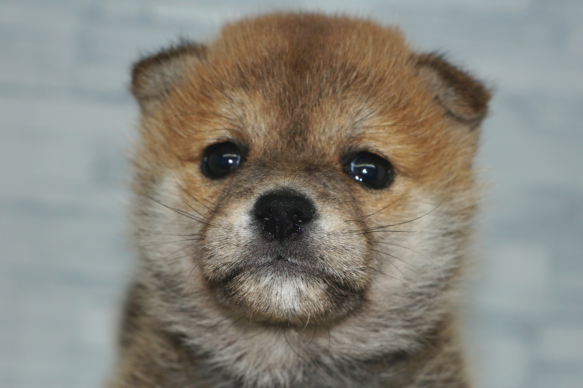 神奈川県の豆柴 (きくちペット湘南平塚店/2025年10月25日生まれ/女の子/赤)の子犬