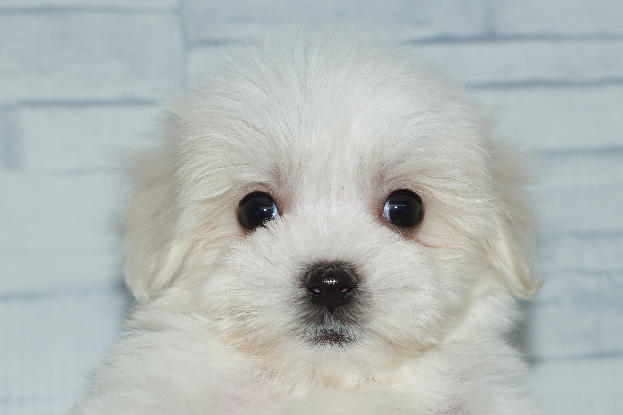 神奈川県のハーフ犬・ミックス犬 (きくちペット湘南平塚店/2025年10月25日生まれ/女の子/ホワイト)の子犬の1枚目の画像