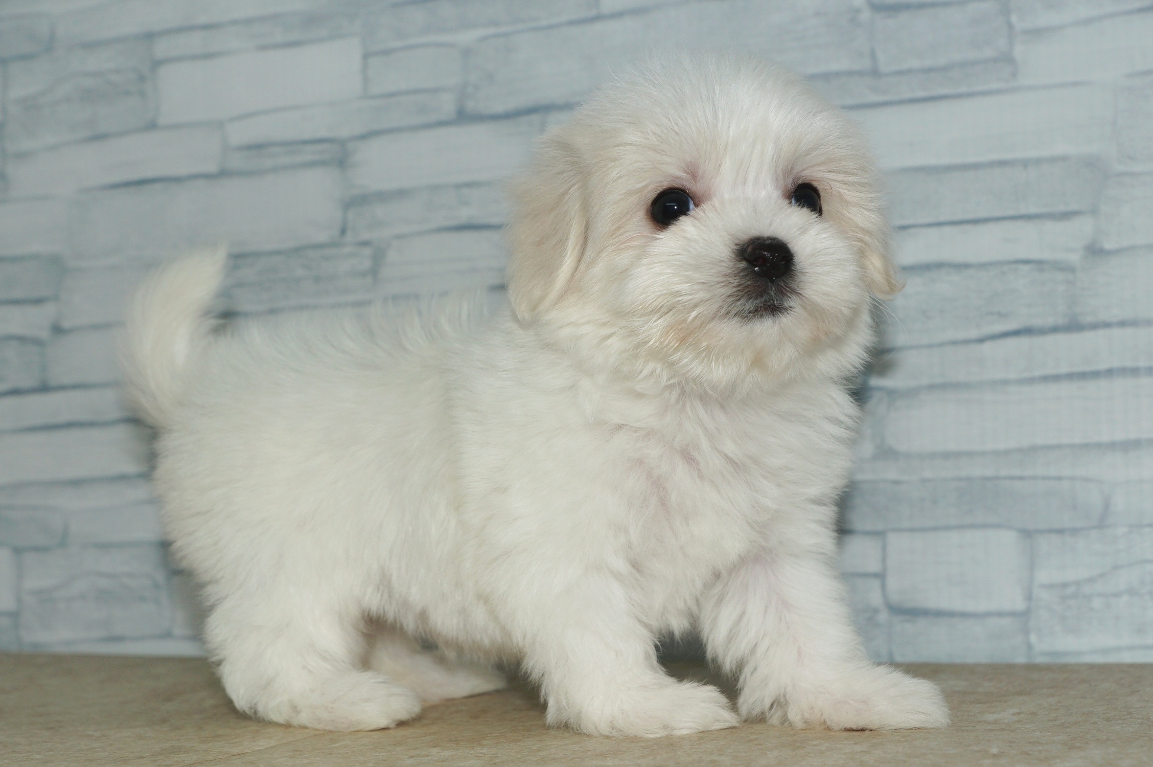 神奈川県のハーフ犬・ミックス犬 (きくちペット湘南平塚店/2025年10月25日生まれ/女の子/ホワイト)の子犬の2枚目の画像