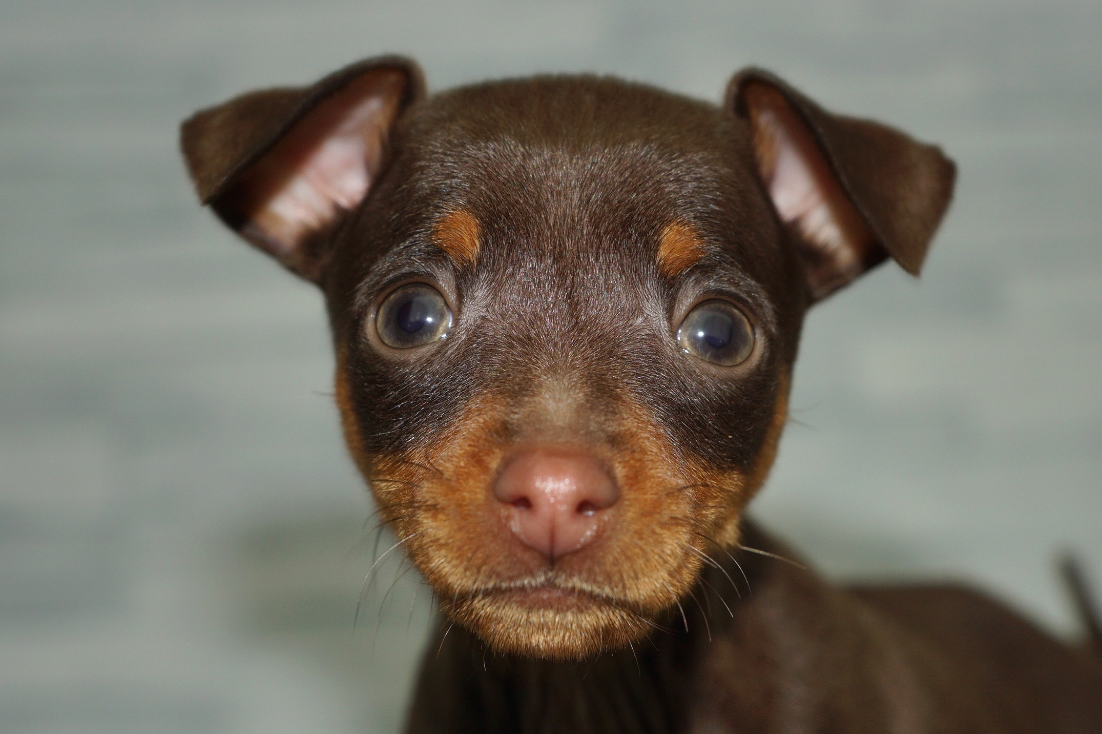 神奈川県のミニチュアピンシャー (きくちペット湘南平塚店/2025年10月25日生まれ/女の子/チョコレートタン)の子犬の1枚目の画像