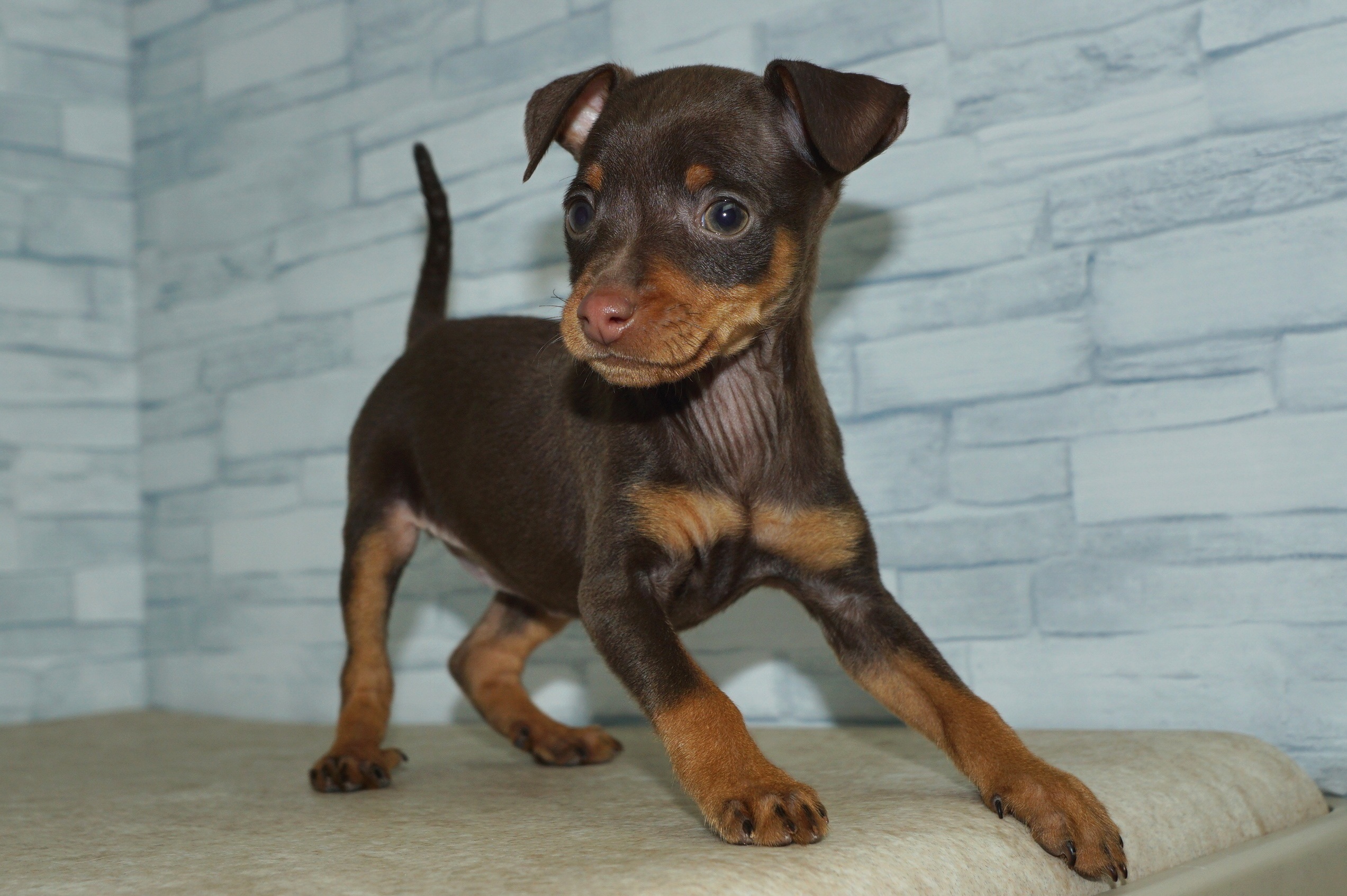 神奈川県のミニチュアピンシャー (きくちペット湘南平塚店/2025年10月25日生まれ/女の子/チョコレートタン)の子犬の2枚目の画像