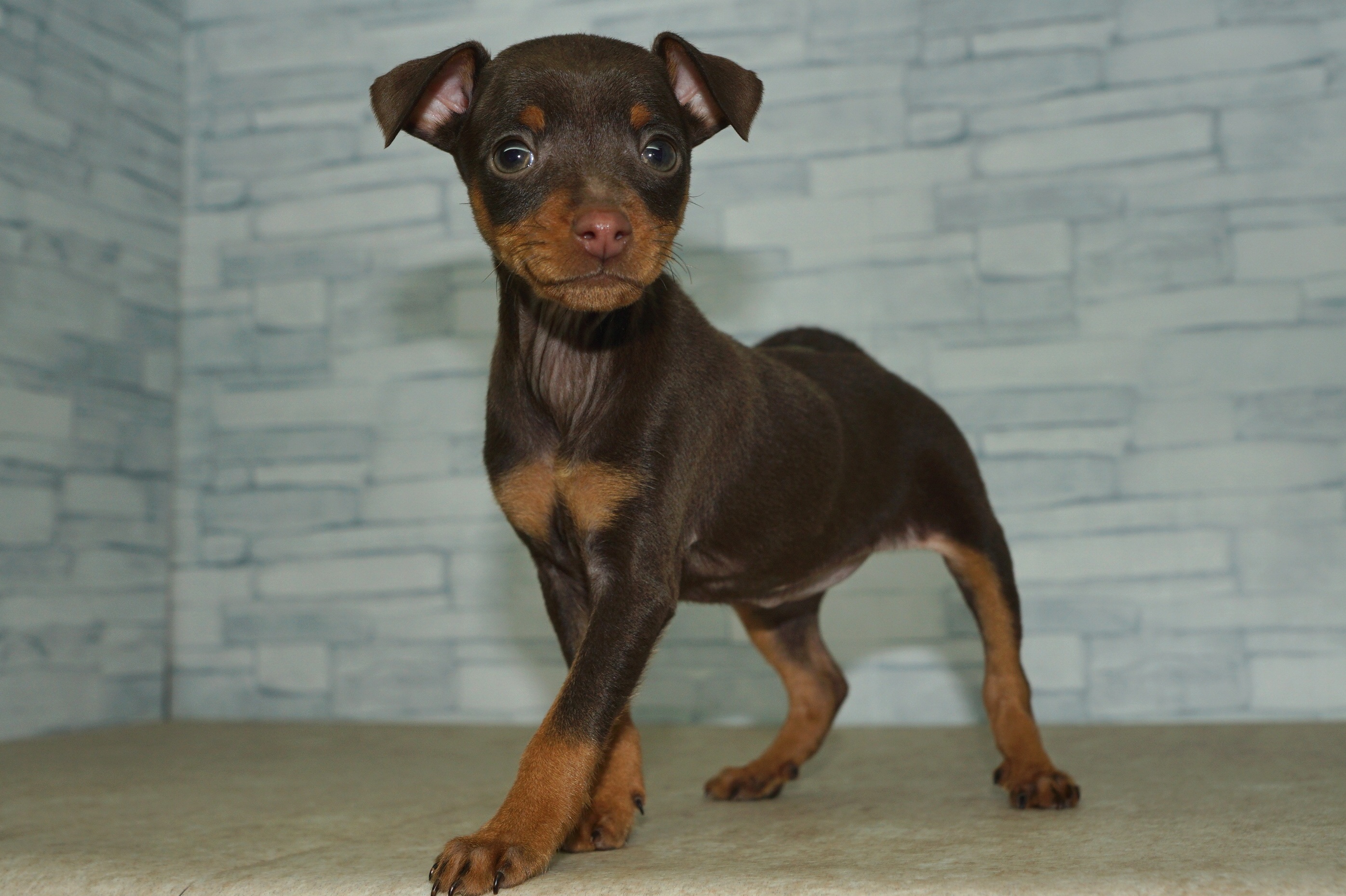 神奈川県のミニチュアピンシャー (きくちペット湘南平塚店/2025年10月25日生まれ/女の子/チョコレートタン)の子犬の3枚目の画像