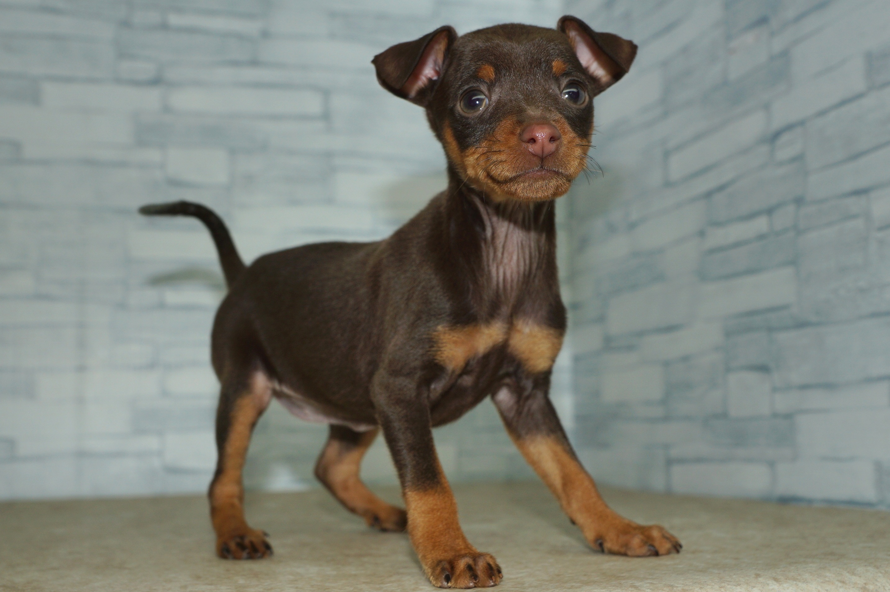 神奈川県のミニチュアピンシャー (きくちペット湘南平塚店/2025年10月25日生まれ/女の子/チョコレートタン)の子犬の4枚目の画像