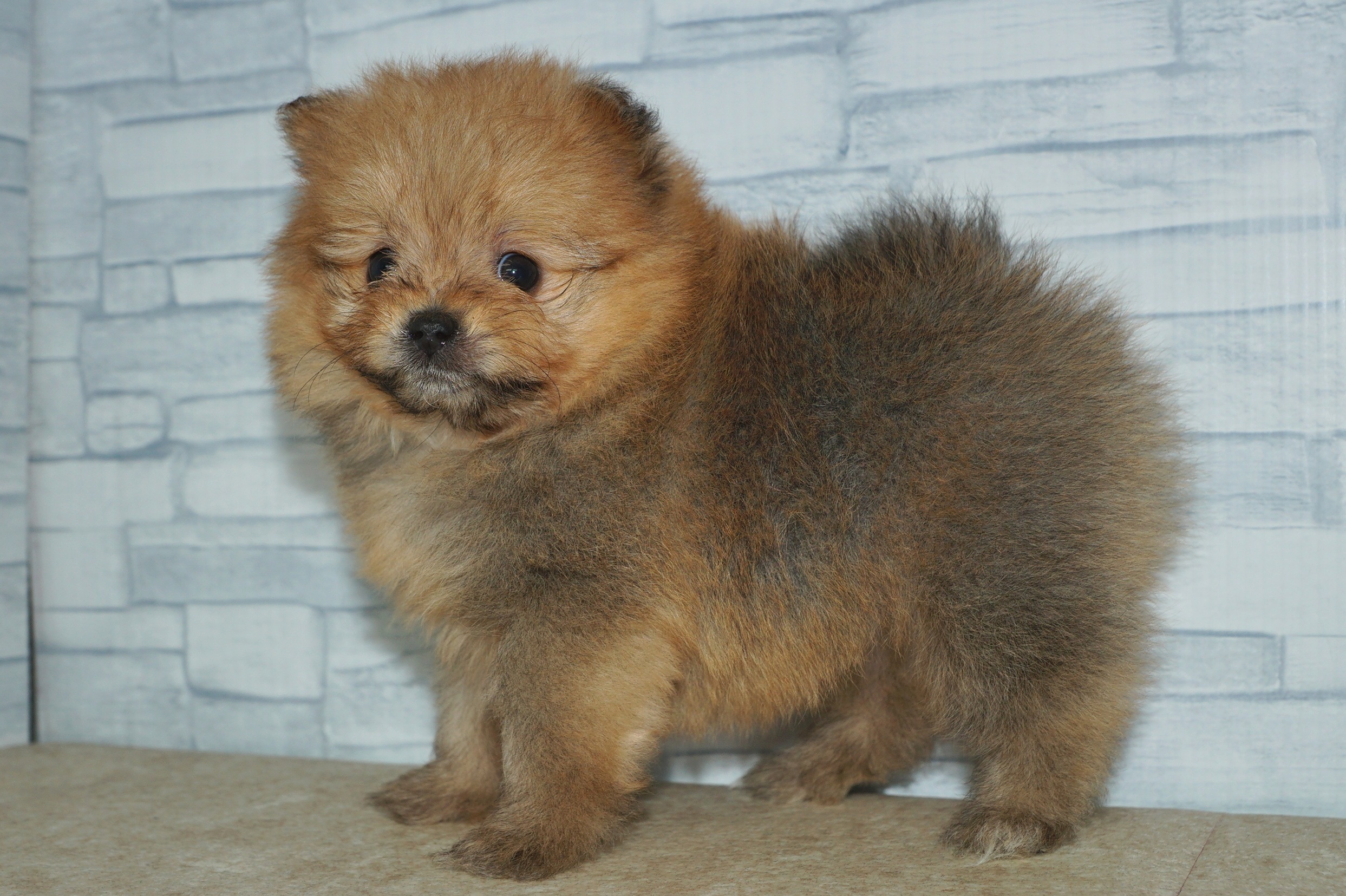 神奈川県のポメプー(ポメラニアン×プードル) (きくちペット湘南平塚店/2025年10月25日生まれ/女の子/オレンジ)の子犬の2枚目の画像