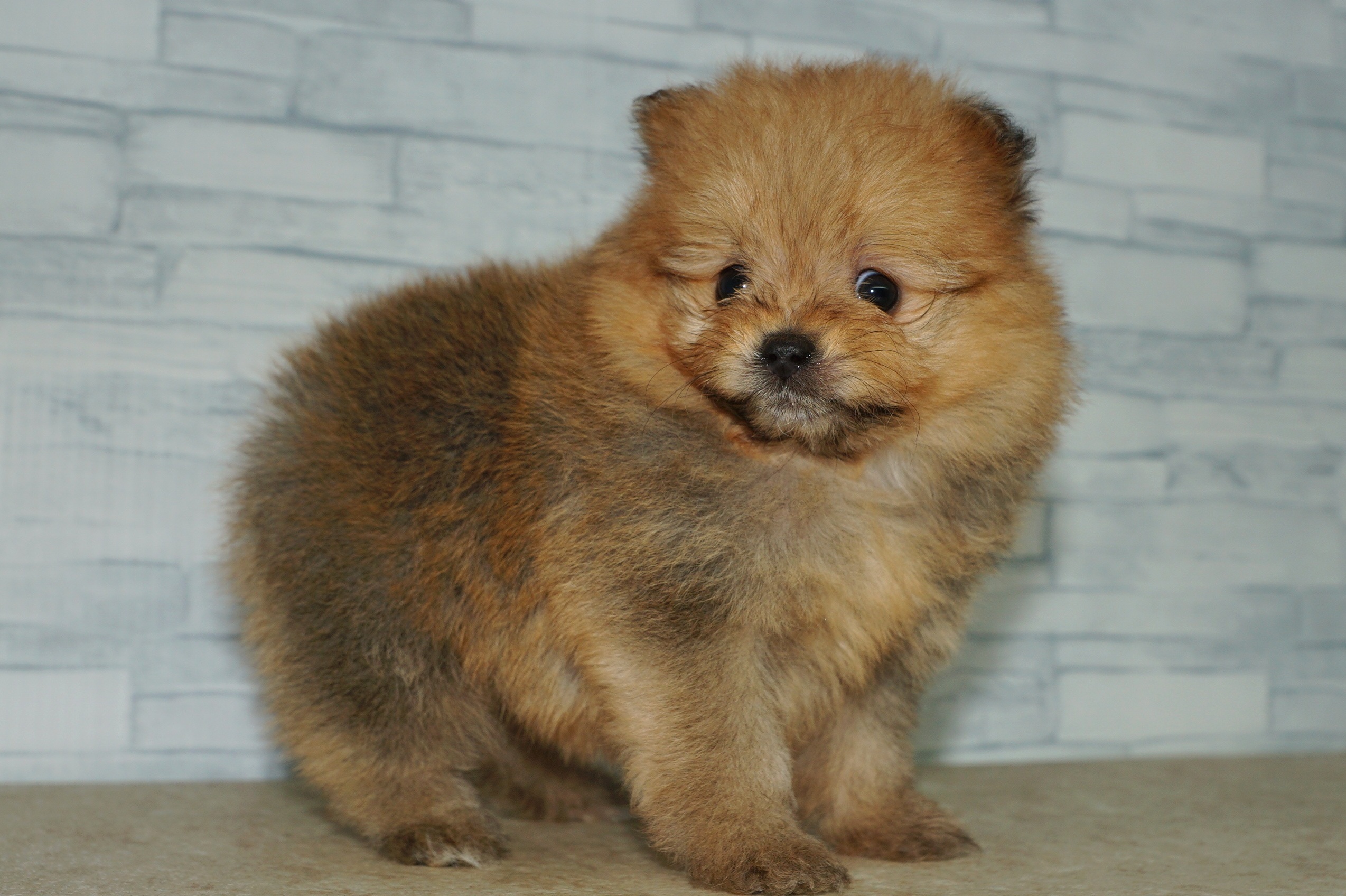 神奈川県のポメプー(ポメラニアン×プードル) (きくちペット湘南平塚店/2025年10月25日生まれ/女の子/オレンジ)の子犬の4枚目の画像