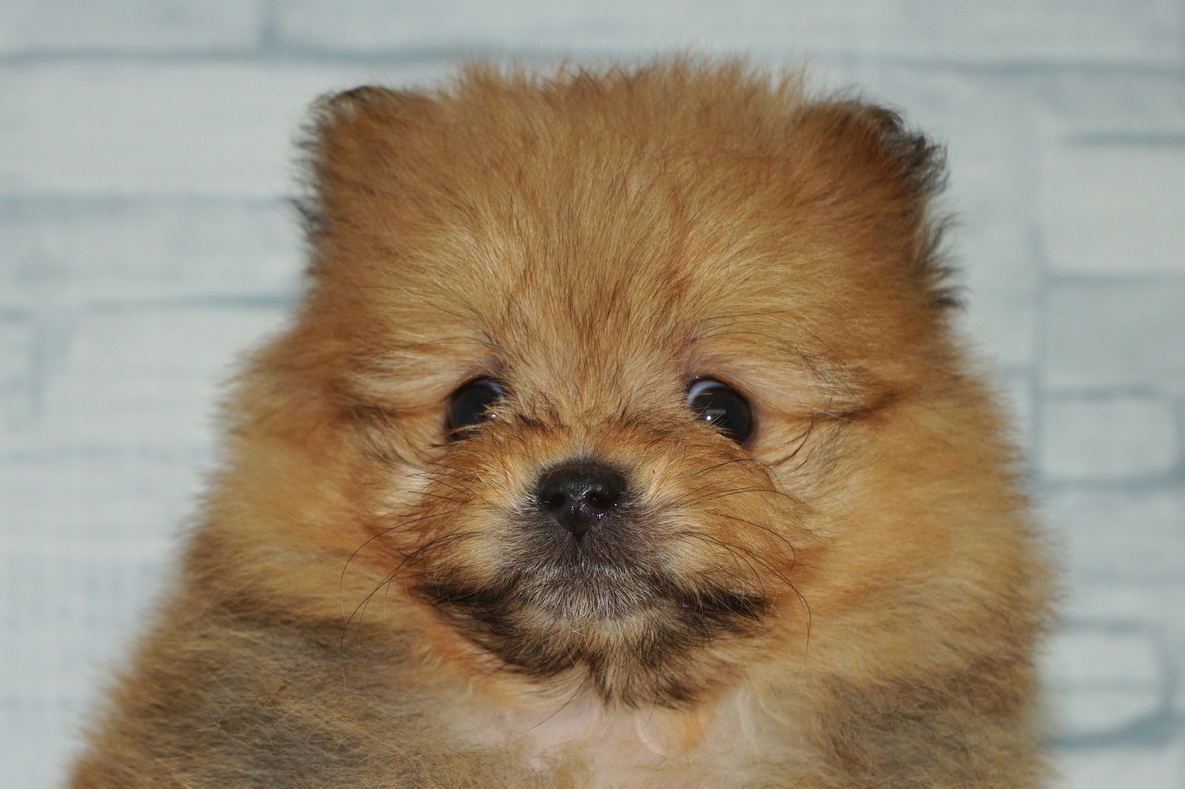 神奈川県のポメプー(ポメラニアン×プードル) (きくちペット湘南平塚店/2025年10月25日生まれ/女の子/オレンジ)の子犬の1枚目の画像