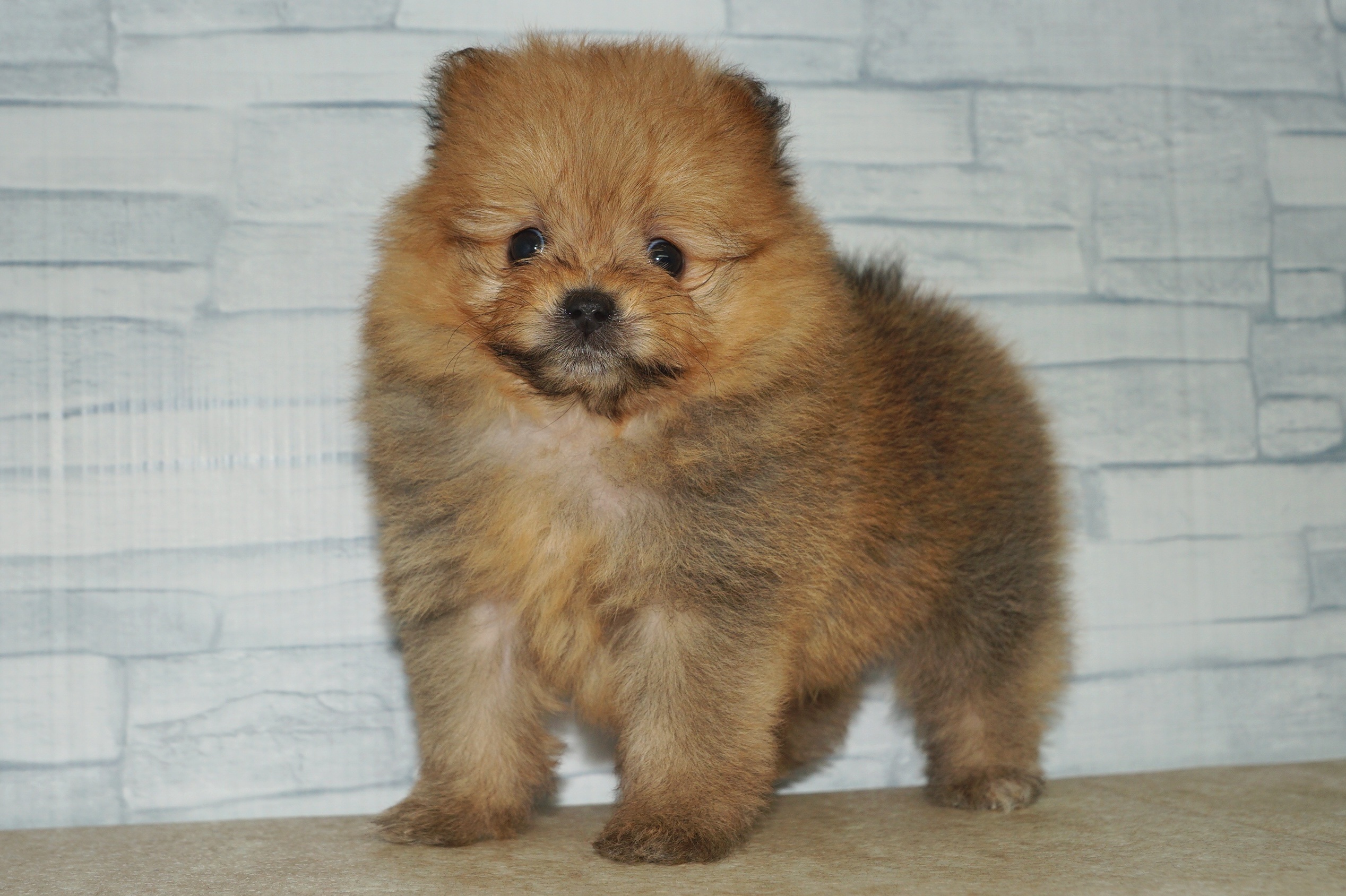 神奈川県のポメプー(ポメラニアン×プードル) (きくちペット湘南平塚店/2025年10月25日生まれ/女の子/オレンジ)の子犬の3枚目の画像