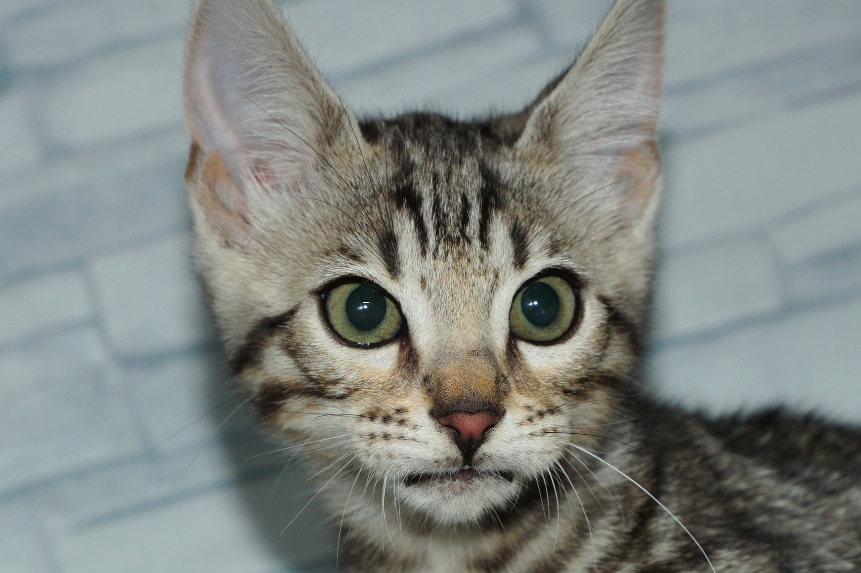 神奈川県のベンガル (きくちペット湘南平塚店/2025年10月24日生まれ/男の子/ブラック、シルバースポテッドタビー)の子猫の1枚目の画像