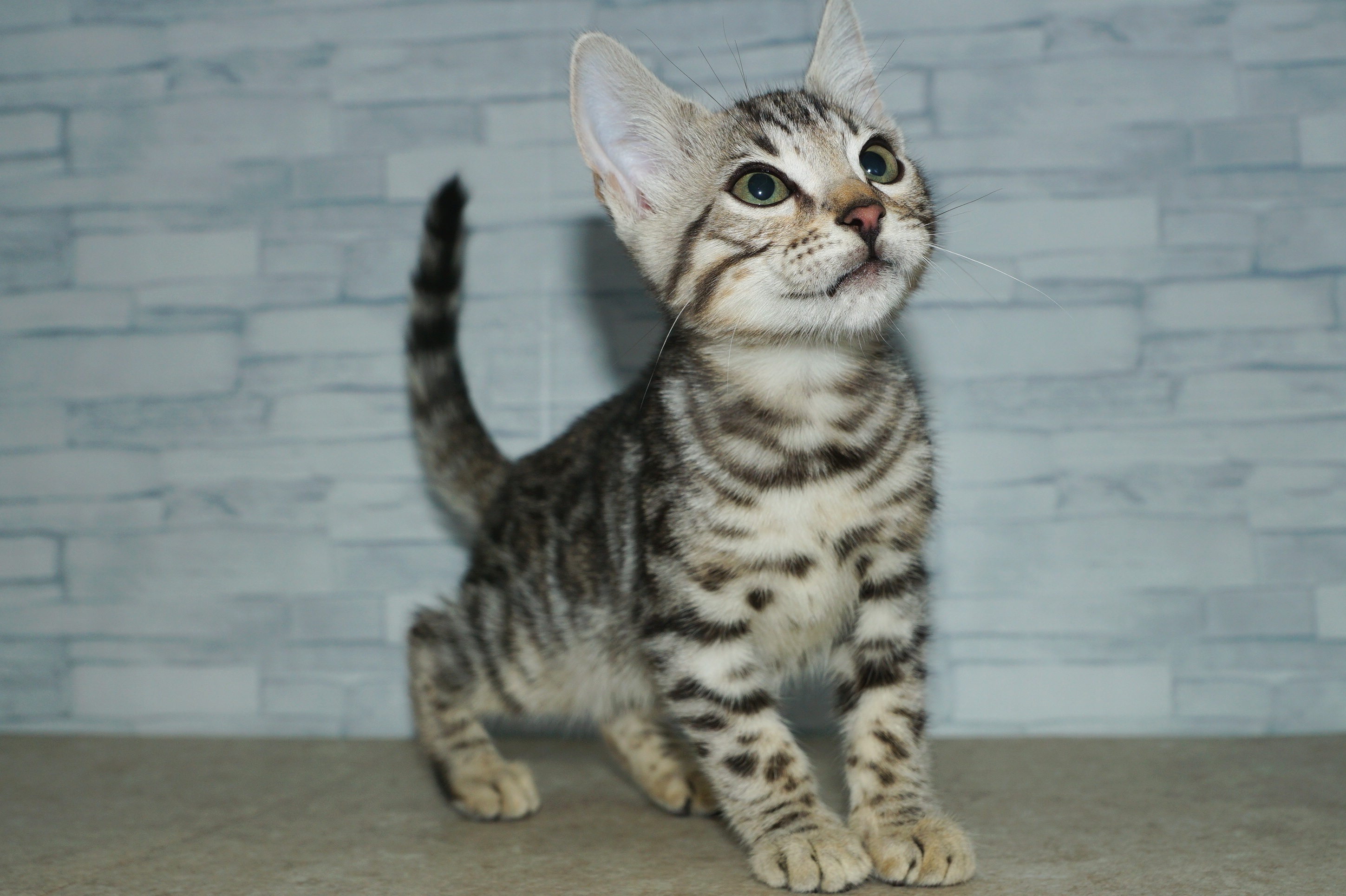 神奈川県のベンガル (きくちペット湘南平塚店/2025年10月24日生まれ/男の子/ブラック、シルバースポテッドタビー)の子猫の2枚目の画像