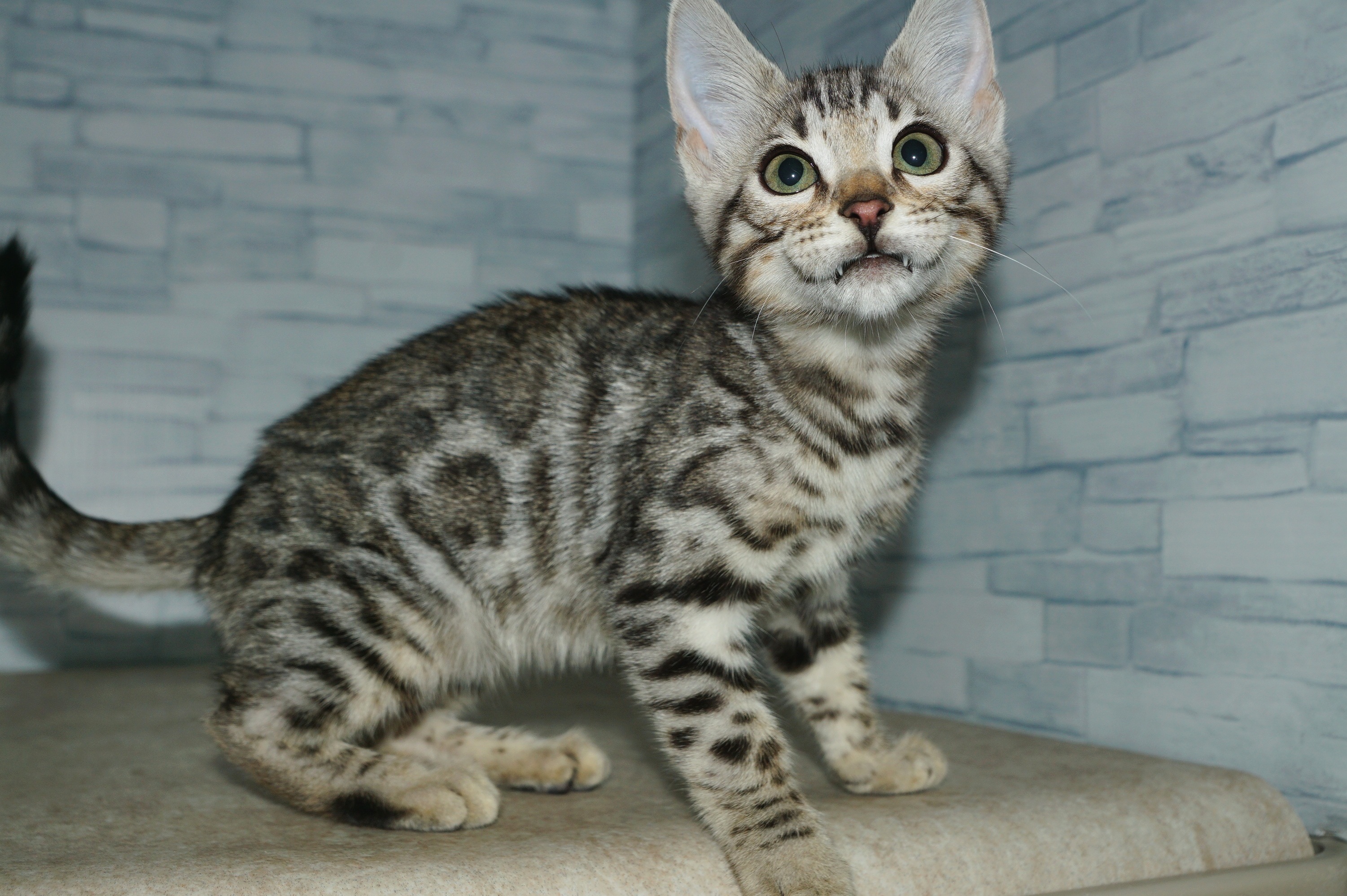 神奈川県のベンガル (きくちペット湘南平塚店/2025年10月24日生まれ/男の子/ブラック、シルバースポテッドタビー)の子猫の4枚目の画像