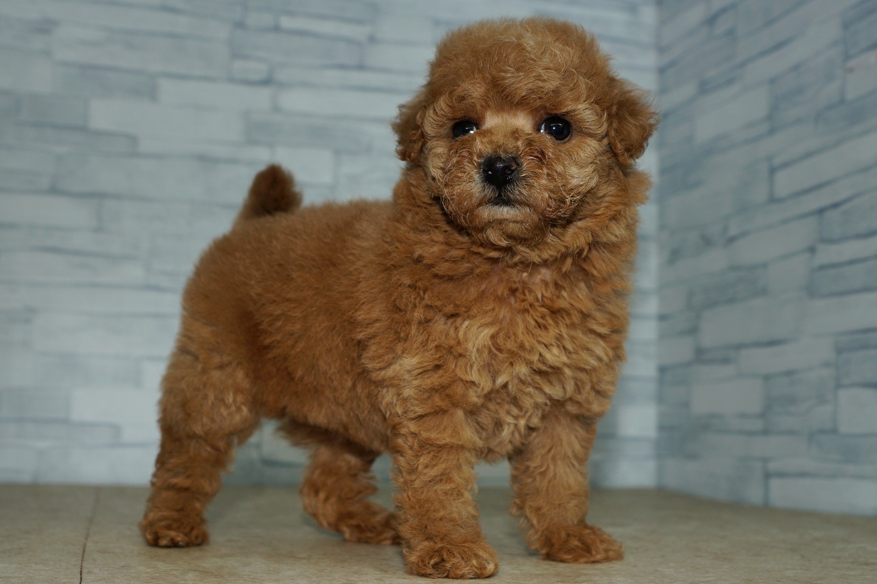 神奈川県のトイプードル(トイ) (きくちペット湘南平塚店/2025年10月25日生まれ/女の子/レッド)の子犬の2枚目の画像