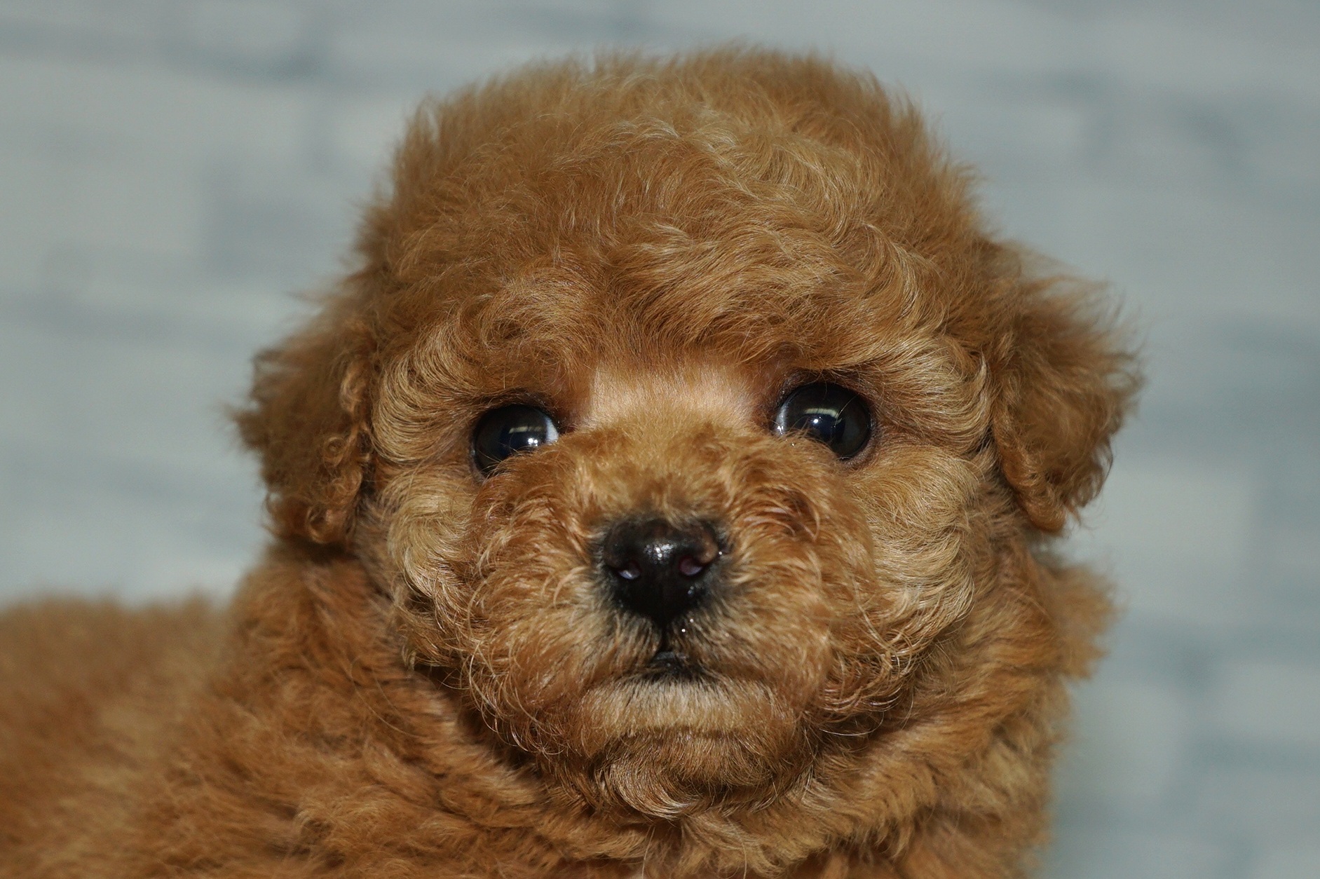 神奈川県のトイプードル(トイ) (きくちペット湘南平塚店/2025年10月25日生まれ/女の子/レッド)の子犬の1枚目の画像