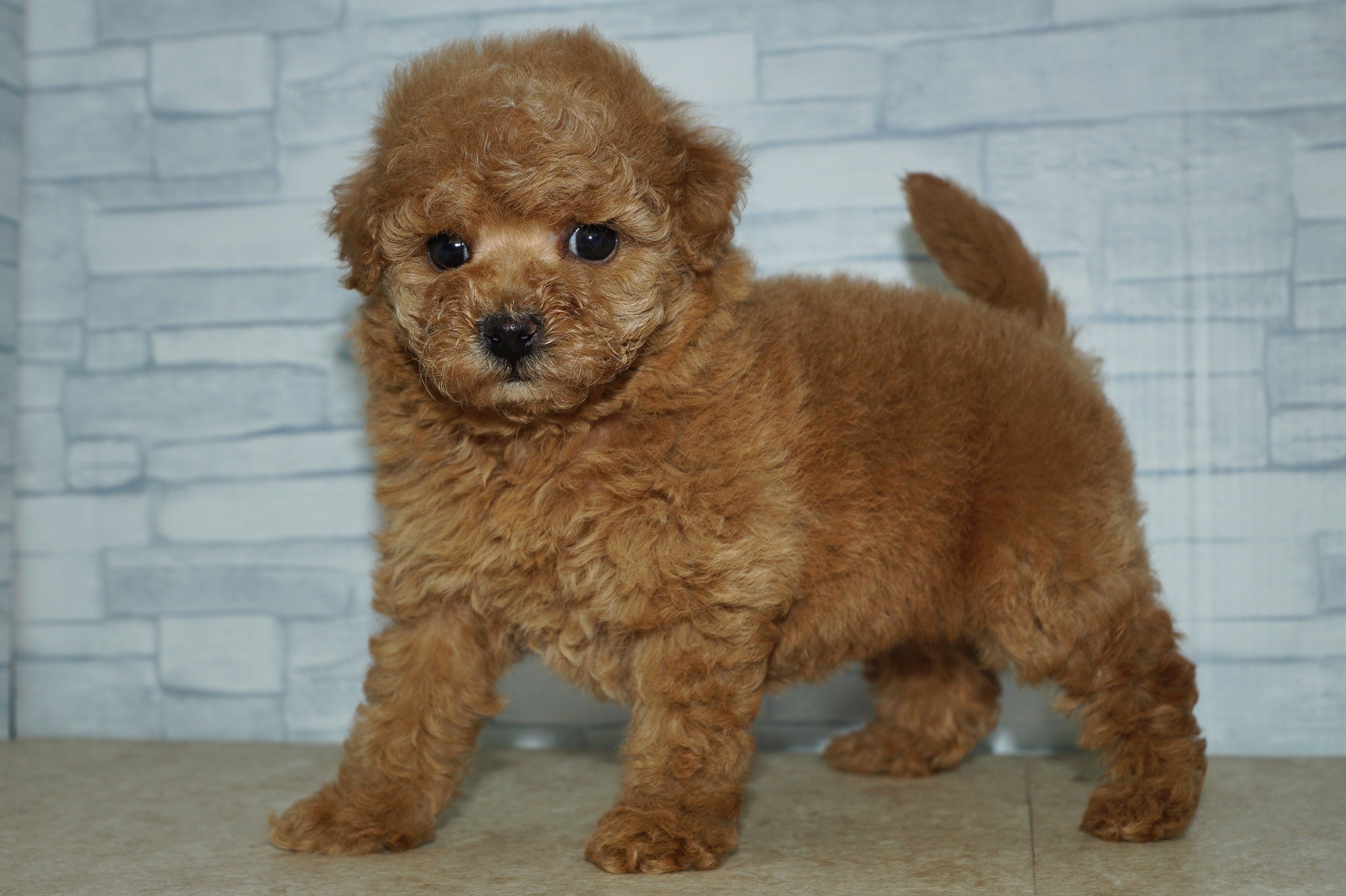 神奈川県のトイプードル(トイ) (きくちペット湘南平塚店/2025年10月25日生まれ/女の子/レッド)の子犬の4枚目の画像