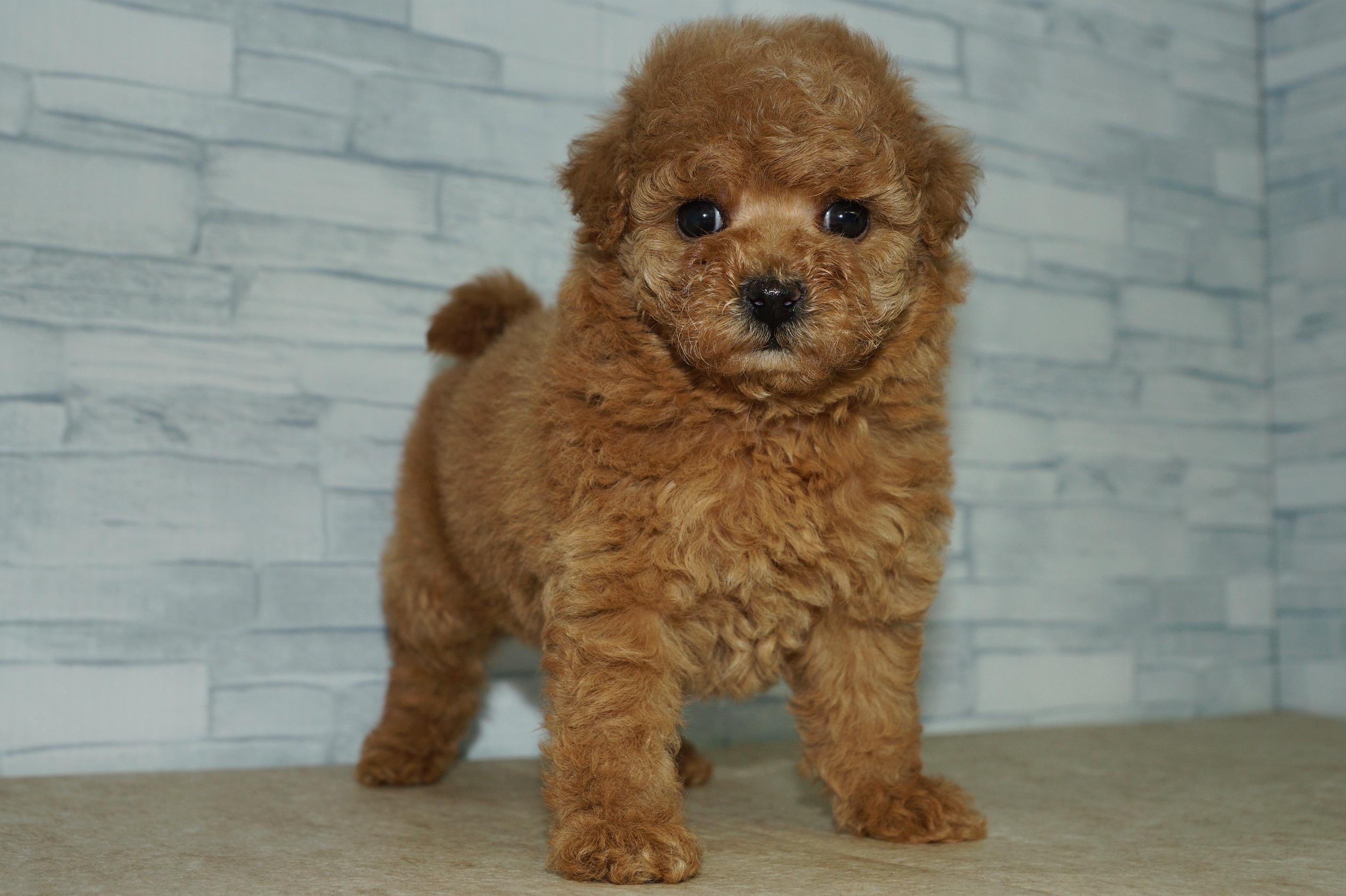 神奈川県のトイプードル(トイ) (きくちペット湘南平塚店/2025年10月25日生まれ/女の子/レッド)の子犬の3枚目の画像