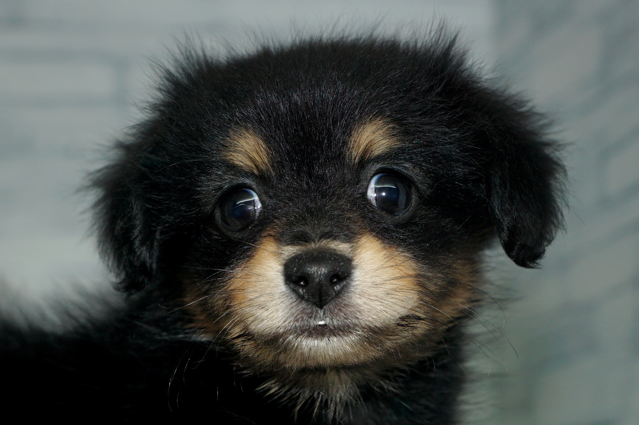 神奈川県のポメックス(ポメラニアン×ダックス) (きくちペット湘南平塚店/2025年10月24日生まれ/女の子/ブラックタン)の子犬の1枚目の画像