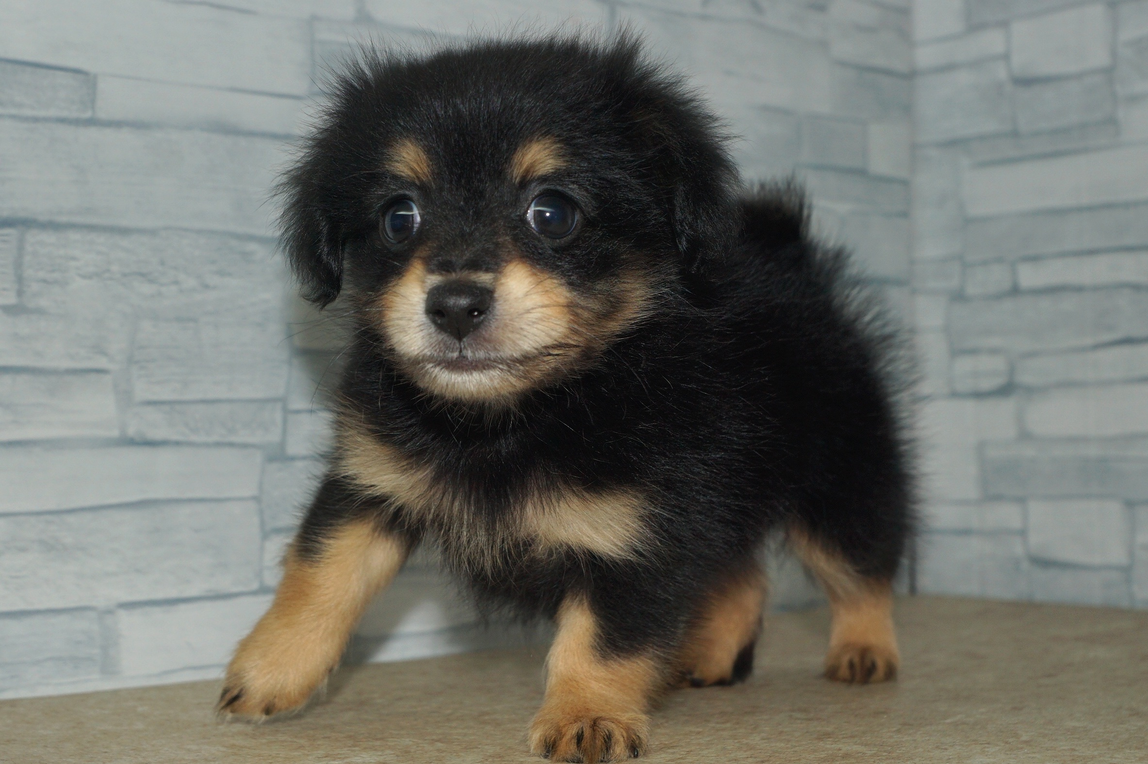 神奈川県のポメックス(ポメラニアン×ダックス) (きくちペット湘南平塚店/2025年10月24日生まれ/女の子/ブラックタン)の子犬の3枚目の画像