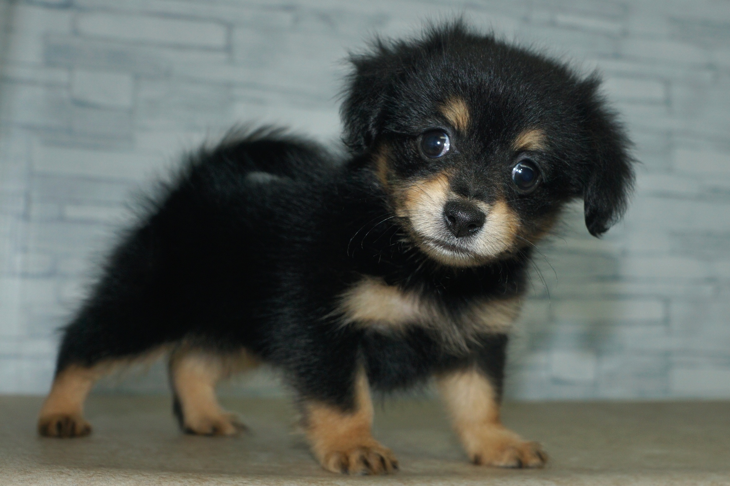 神奈川県のポメックス(ポメラニアン×ダックス) (きくちペット湘南平塚店/2025年10月24日生まれ/女の子/ブラックタン)の子犬の2枚目の画像