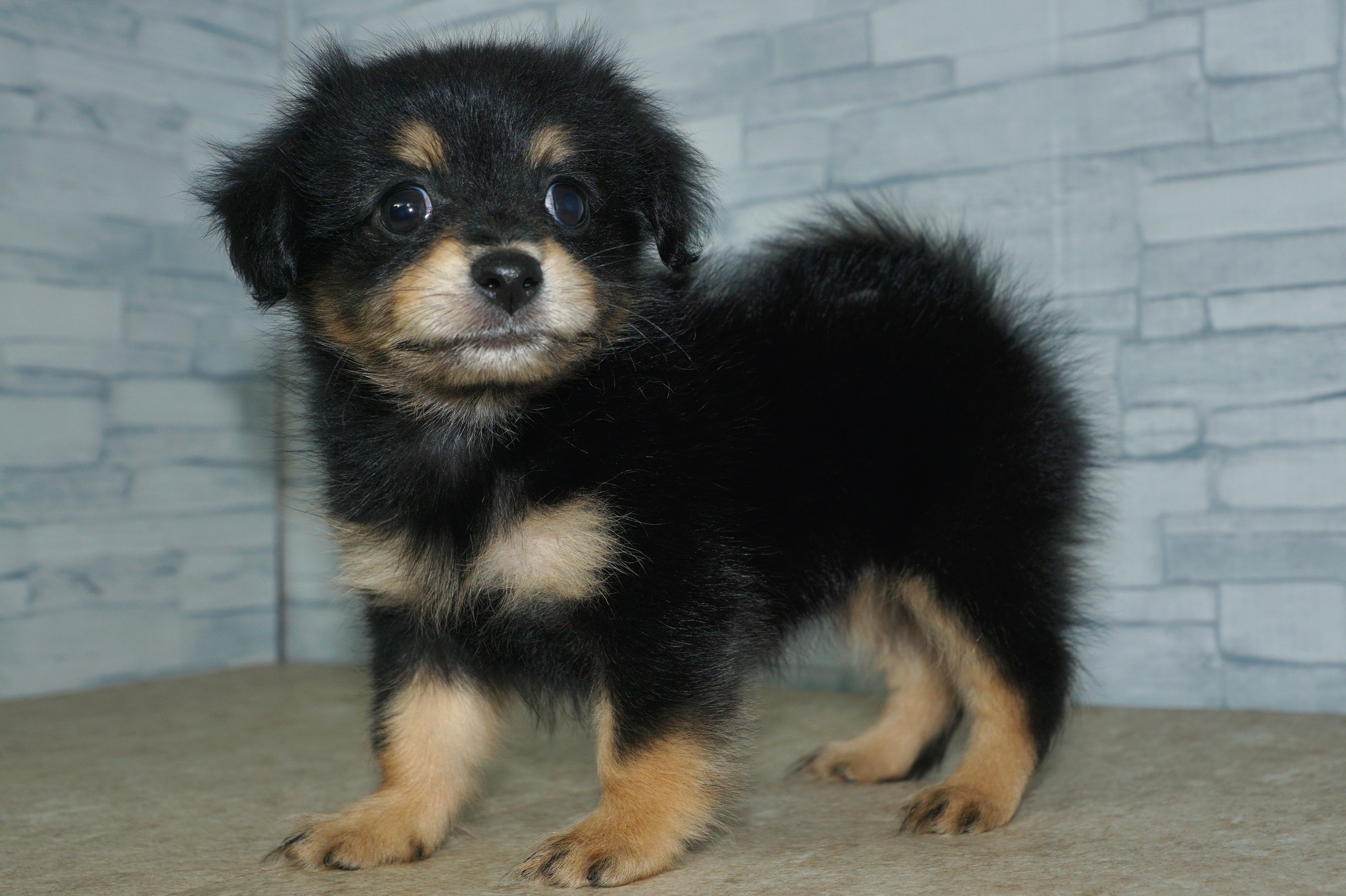 神奈川県のポメックス(ポメラニアン×ダックス) (きくちペット湘南平塚店/2025年10月24日生まれ/女の子/ブラックタン)の子犬の4枚目の画像