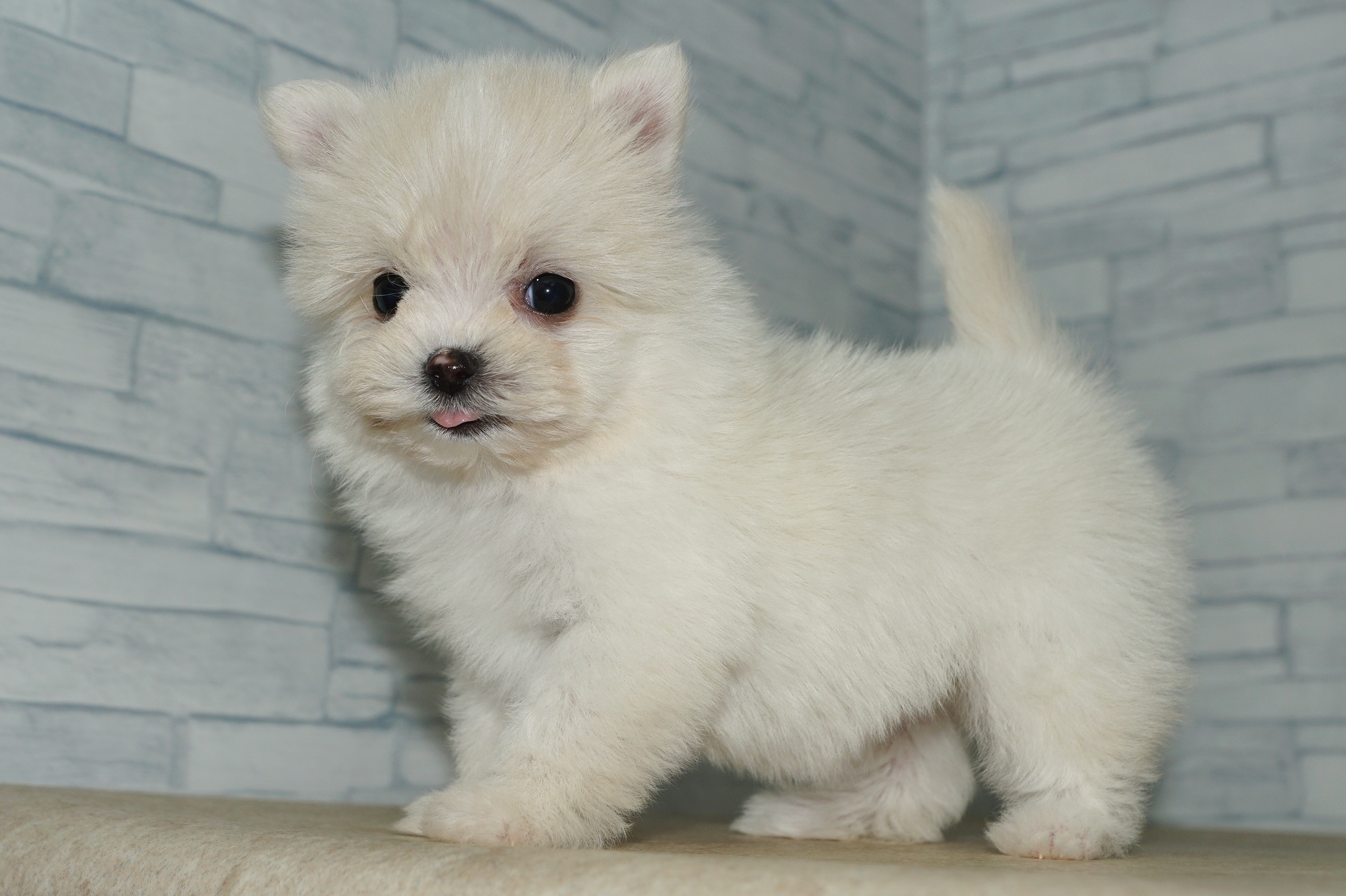 神奈川県のポメマル/マルポメ(ポメラニアン×マルチーズ) (きくちペット湘南平塚店/2025年10月27日生まれ/女の子/クリーム)の子犬の3枚目の画像