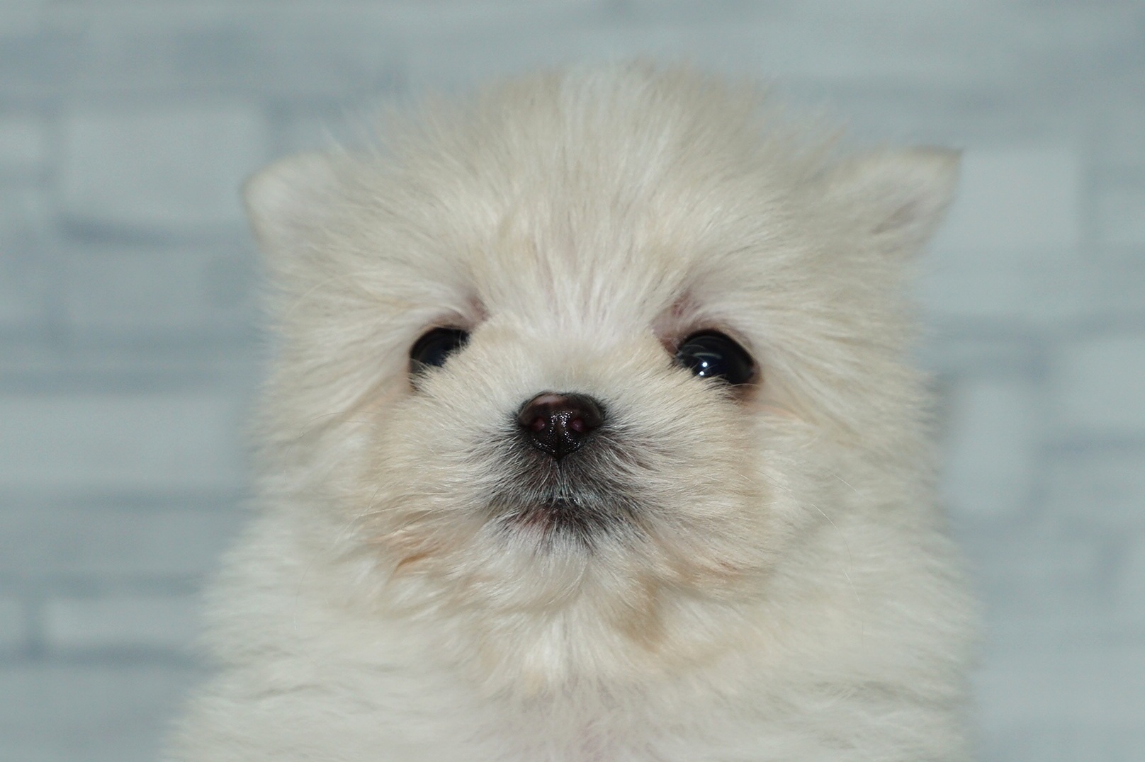 神奈川県のポメマル/マルポメ(ポメラニアン×マルチーズ) (きくちペット湘南平塚店/2025年10月27日生まれ/女の子/クリーム)の子犬の1枚目の画像