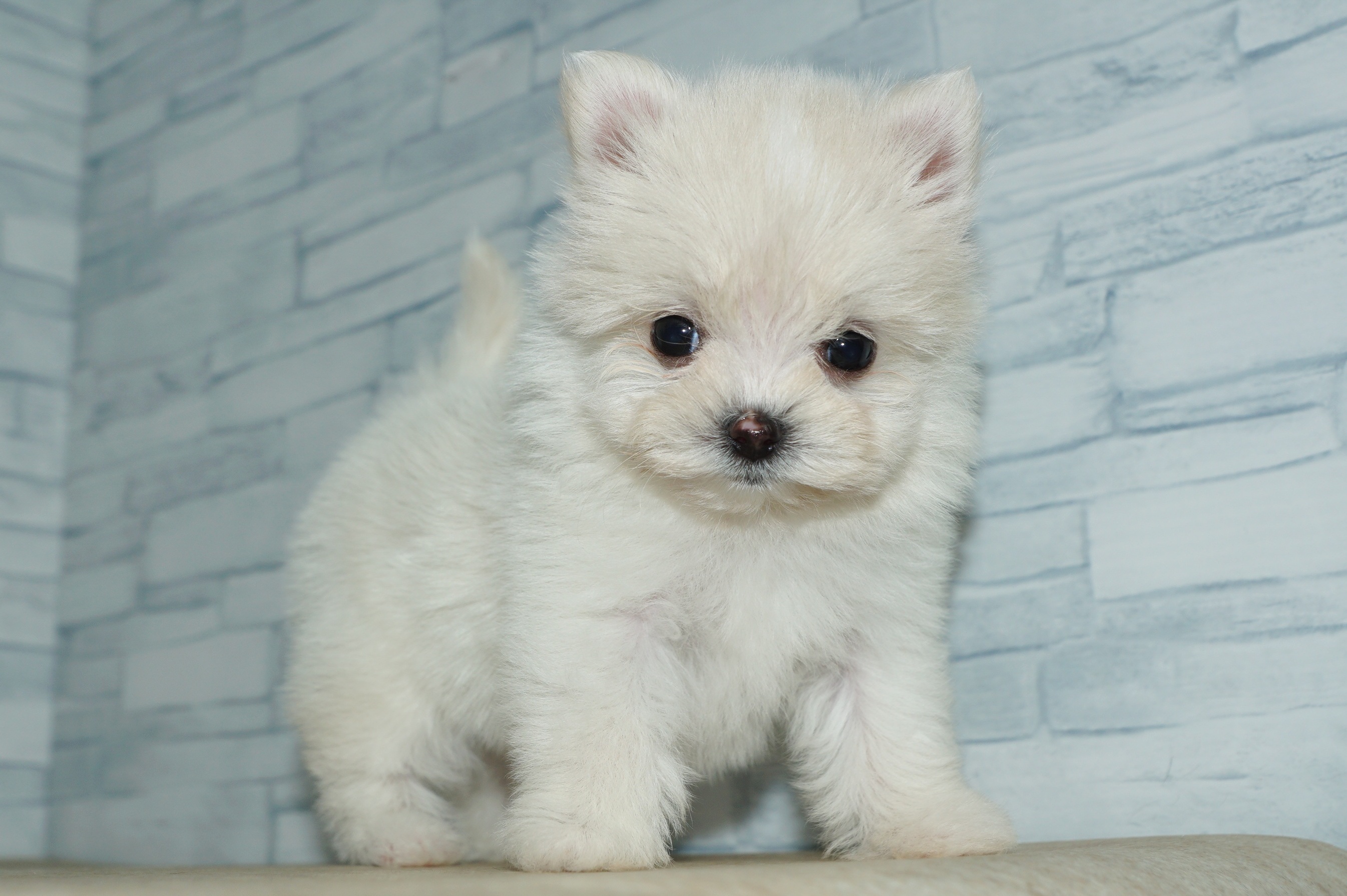 神奈川県のポメマル/マルポメ(ポメラニアン×マルチーズ) (きくちペット湘南平塚店/2025年10月27日生まれ/女の子/クリーム)の子犬の2枚目の画像