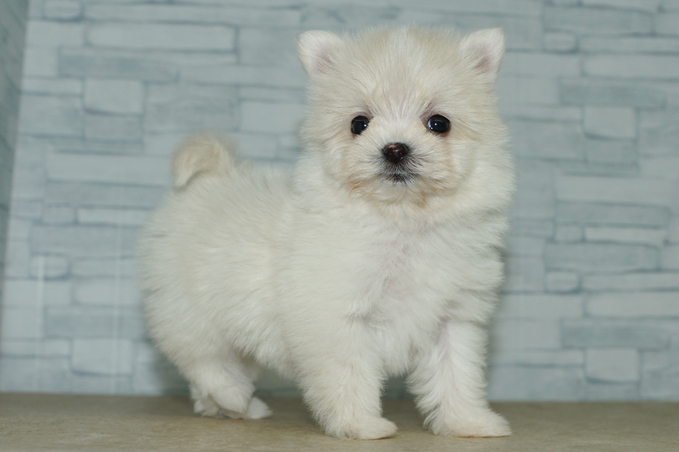 神奈川県のポメマル/マルポメ(ポメラニアン×マルチーズ) (きくちペット湘南平塚店/2025年10月27日生まれ/女の子/クリーム)の子犬の4枚目の画像