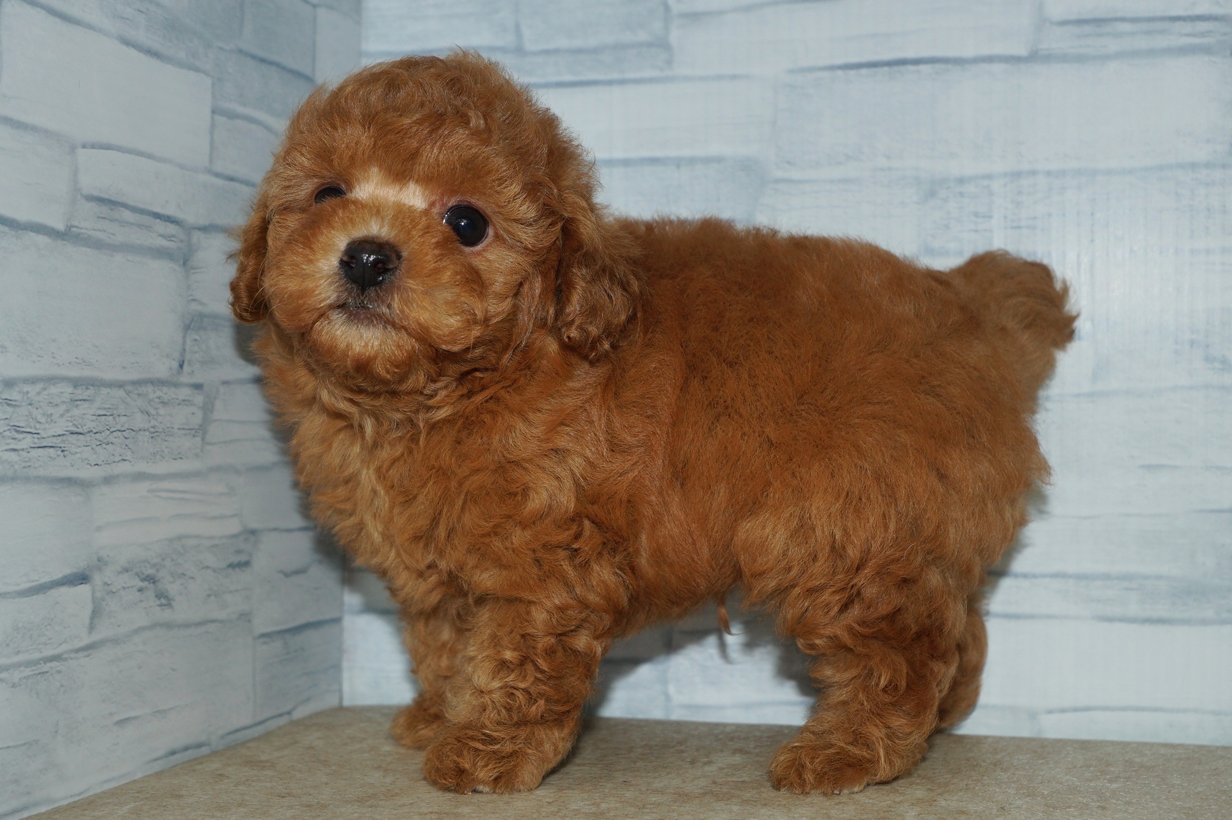 神奈川県のトイプードル(トイ) (きくちペット湘南平塚店/2025年11月5日生まれ/男の子/レッド)の子犬の2枚目の画像