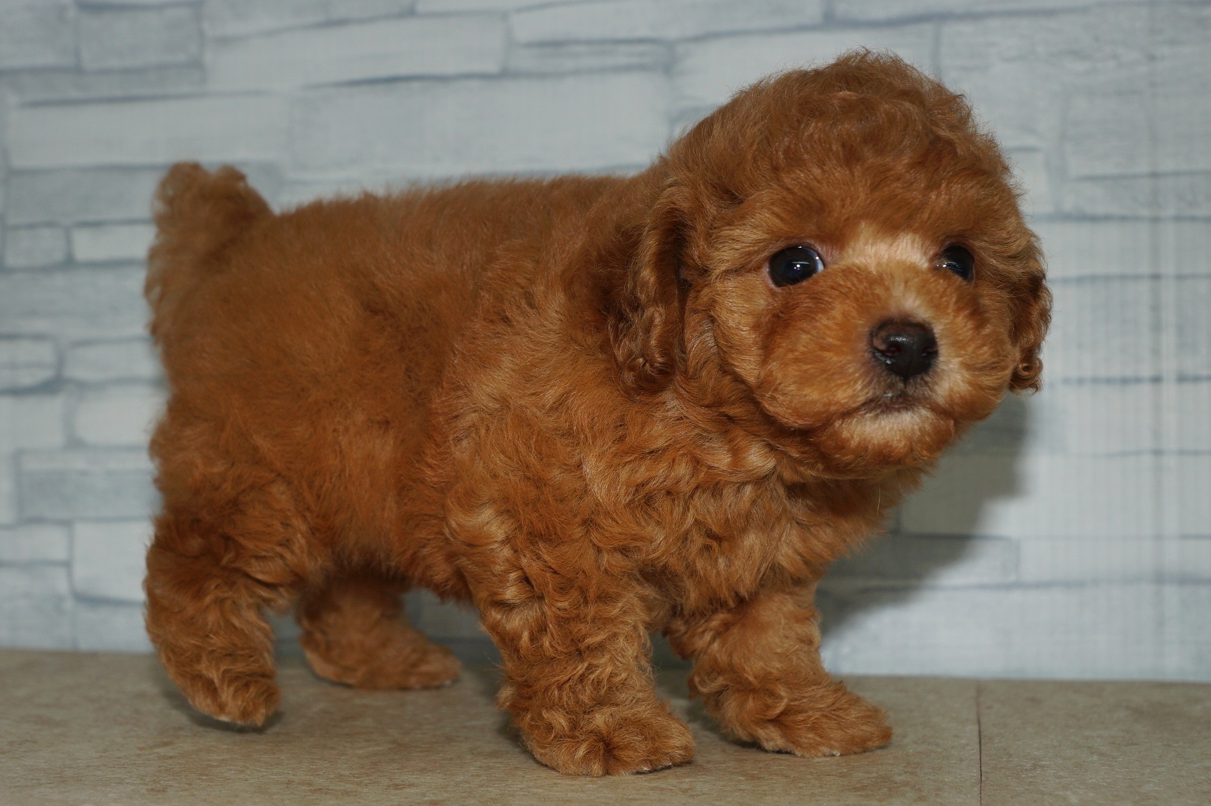 神奈川県のトイプードル(トイ) (きくちペット湘南平塚店/2025年11月5日生まれ/男の子/レッド)の子犬の3枚目の画像