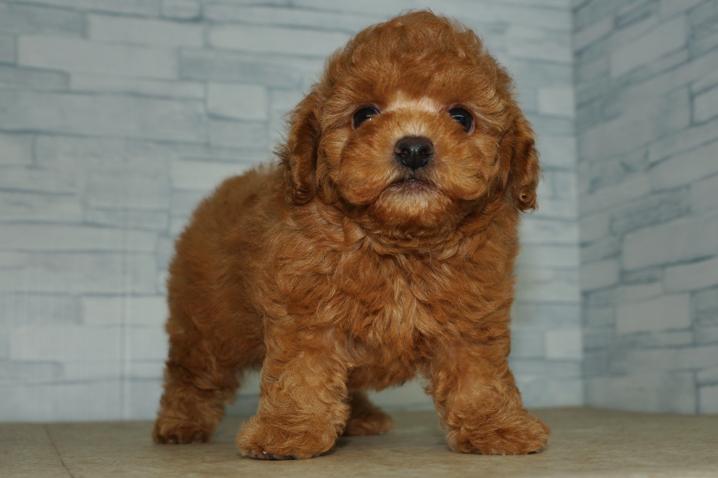 神奈川県のトイプードル(トイ) (きくちペット湘南平塚店/2025年11月5日生まれ/男の子/レッド)の子犬の4枚目の画像