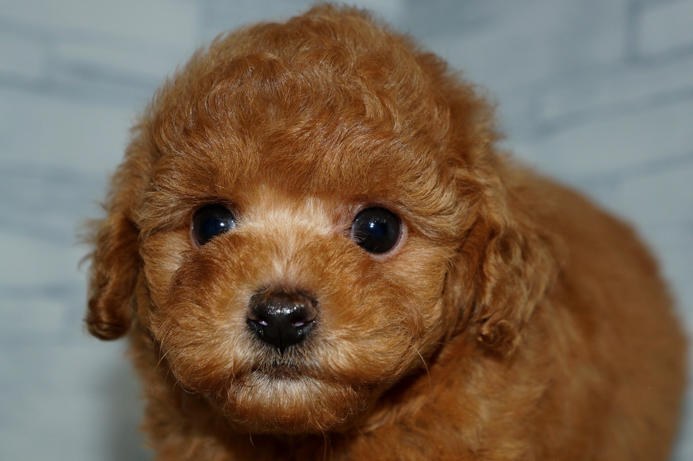 神奈川県のトイプードル(トイ) (きくちペット湘南平塚店/2025年11月5日生まれ/男の子/レッド)の子犬の1枚目の画像