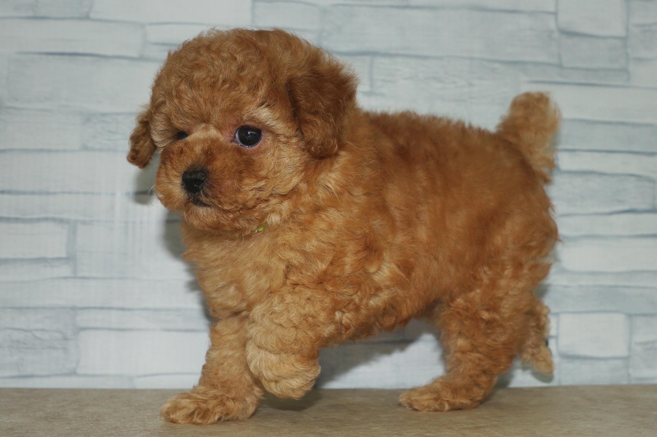 神奈川県のトイプードル(トイ) (きくちペット湘南平塚店/2025年11月5日生まれ/男の子/アプリコット)の子犬の3枚目の画像