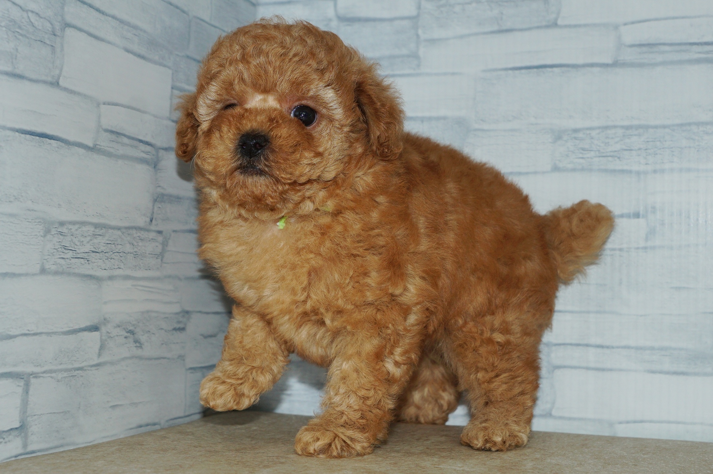 神奈川県のトイプードル(トイ) (きくちペット湘南平塚店/2025年11月5日生まれ/男の子/アプリコット)の子犬の4枚目の画像