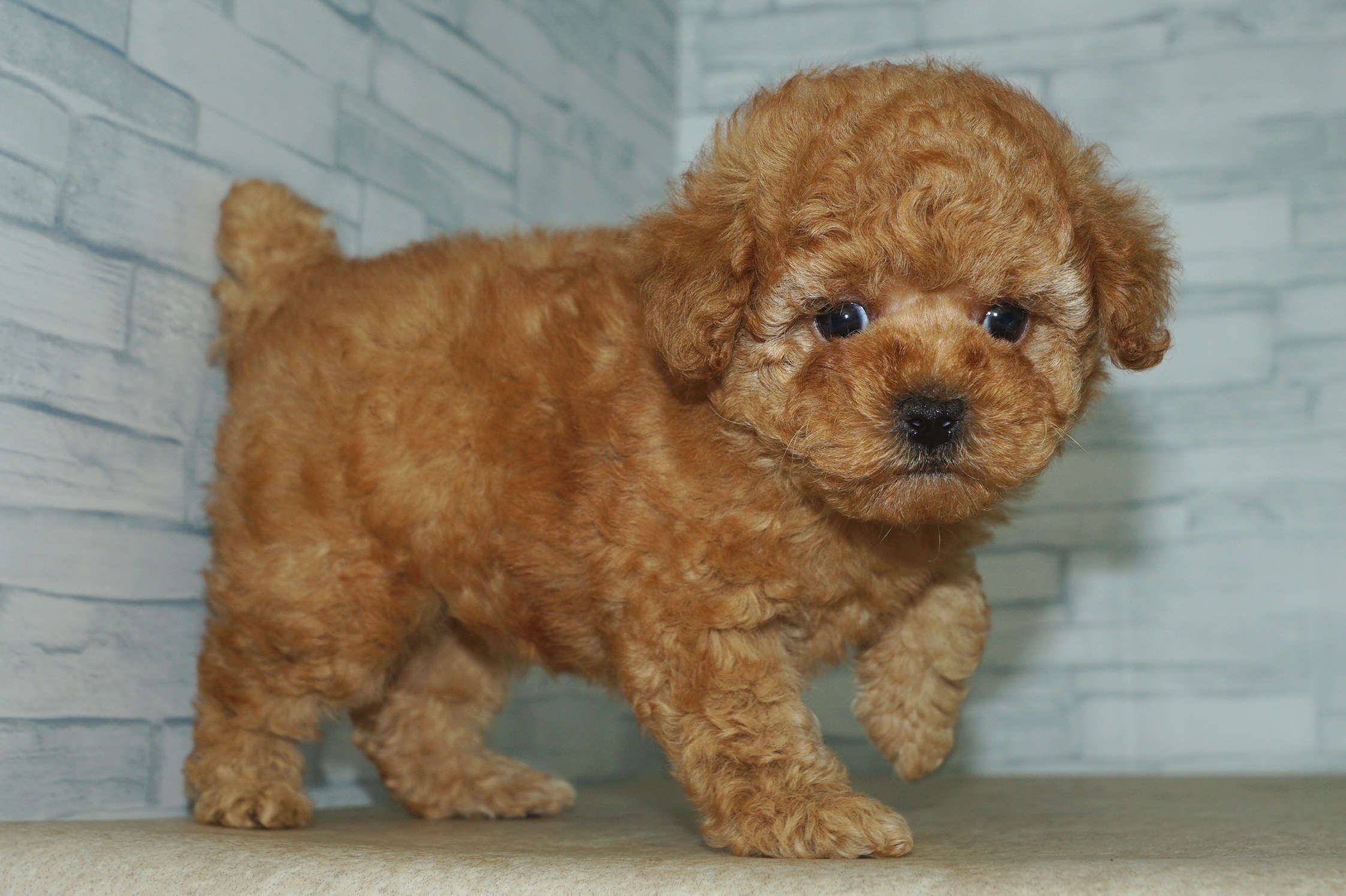 神奈川県のトイプードル(トイ) (きくちペット湘南平塚店/2025年11月5日生まれ/男の子/アプリコット)の子犬の2枚目の画像