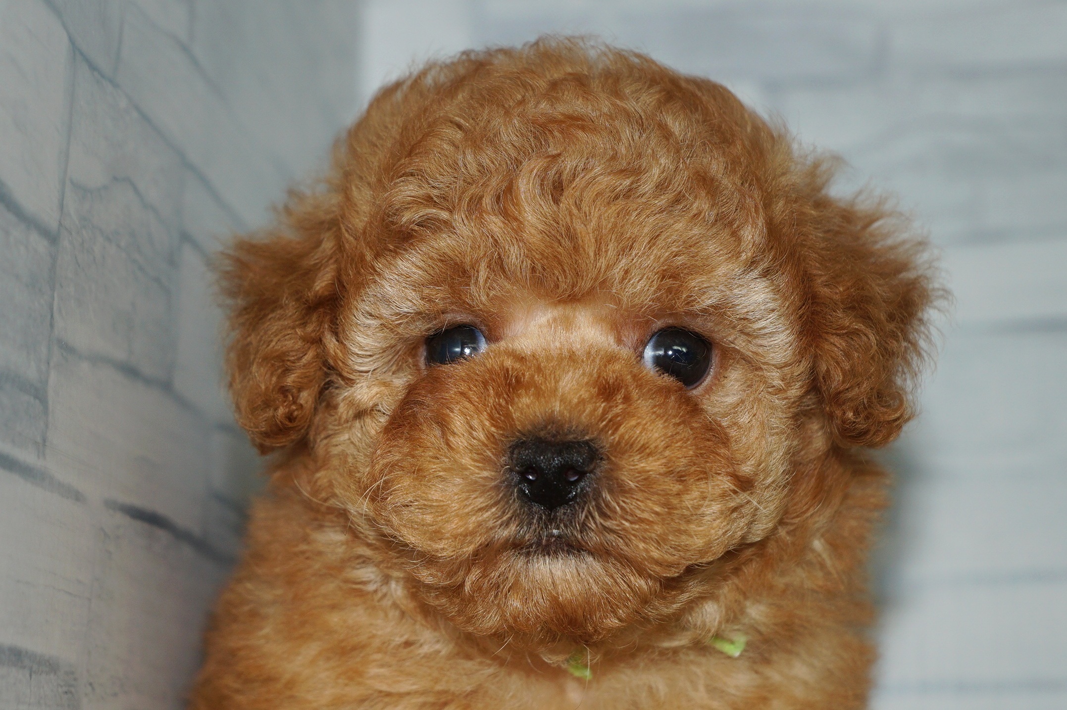 神奈川県のトイプードル(トイ) (きくちペット湘南平塚店/2025年11月5日生まれ/男の子/アプリコット)の子犬の1枚目の画像