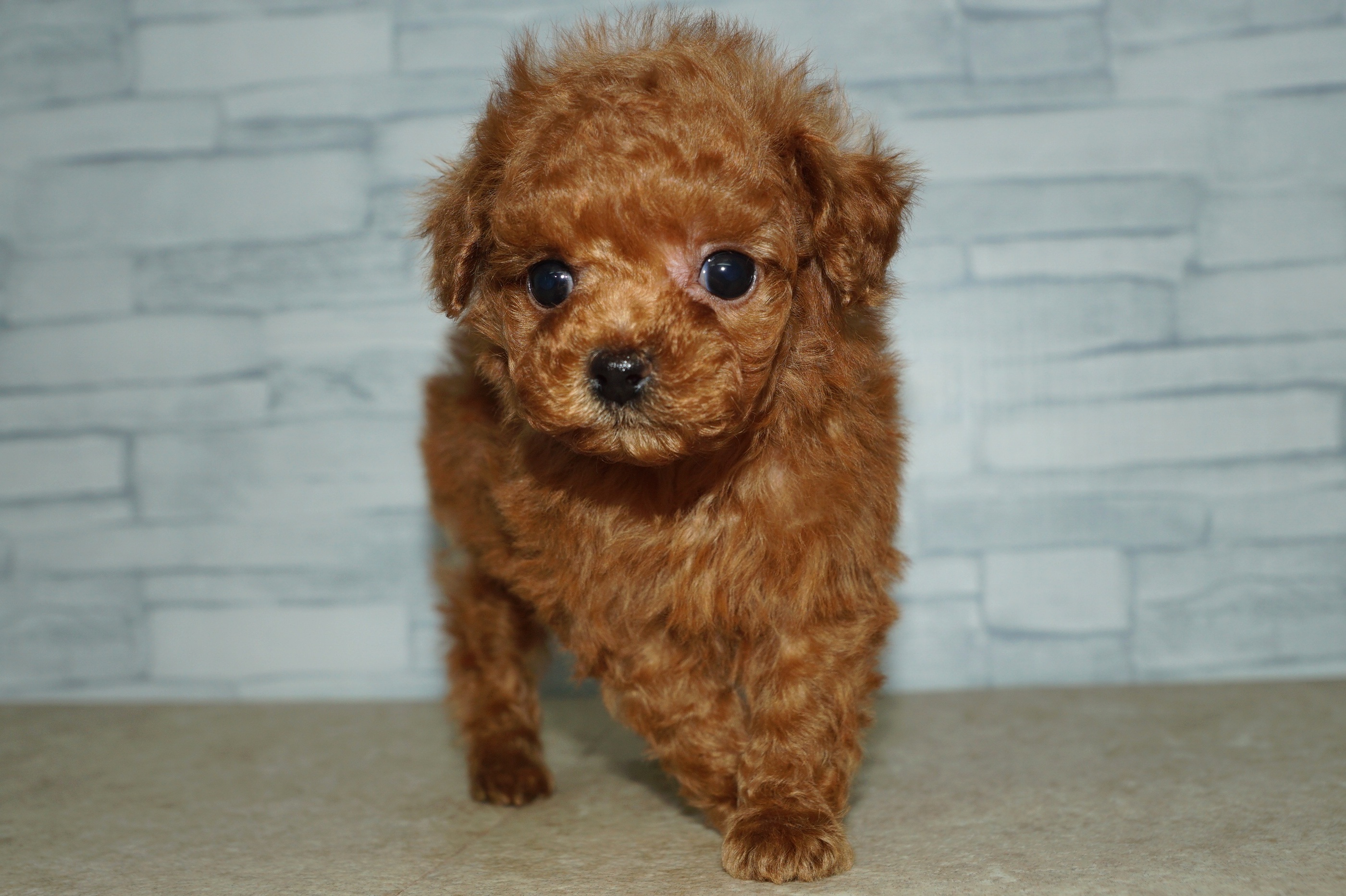 神奈川県のトイプードル(トイ) (きくちペット湘南平塚店/2025年11月5日生まれ/女の子/レッド)の子犬の3枚目の画像