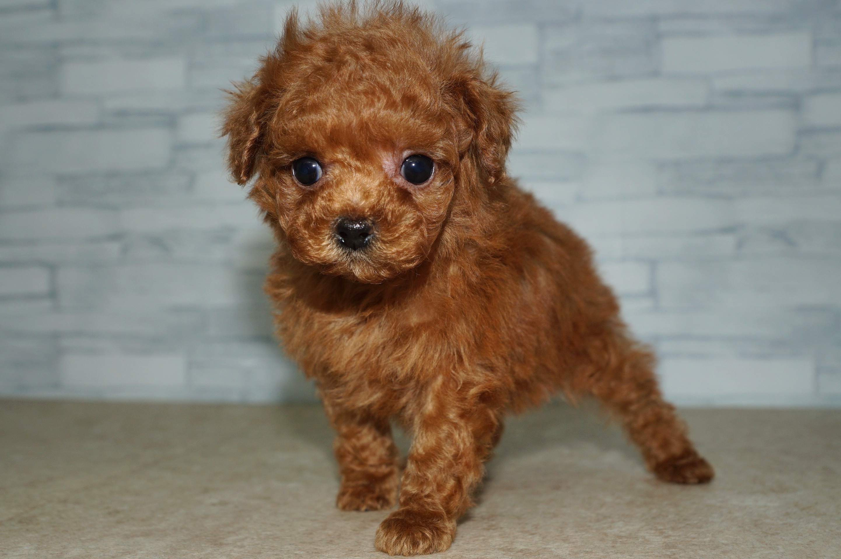 神奈川県のトイプードル(トイ) (きくちペット湘南平塚店/2025年11月5日生まれ/女の子/レッド)の子犬の2枚目の画像